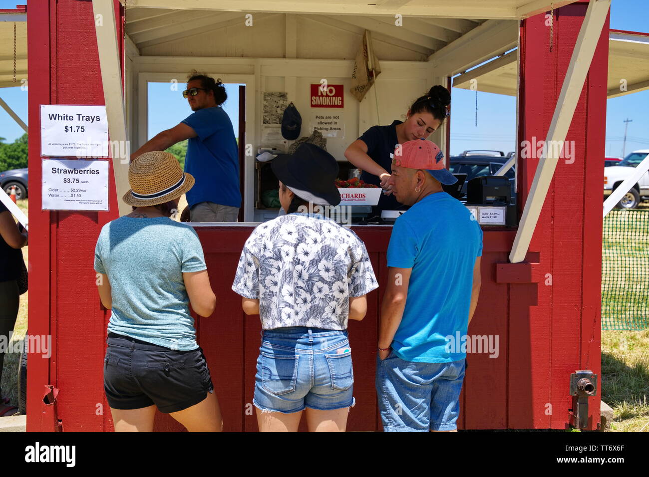 2229, CT USA. Jun 2019. Les clients ayant leurs boîtes pleines de fraises obtenir pesés avant l'achat. Banque D'Images