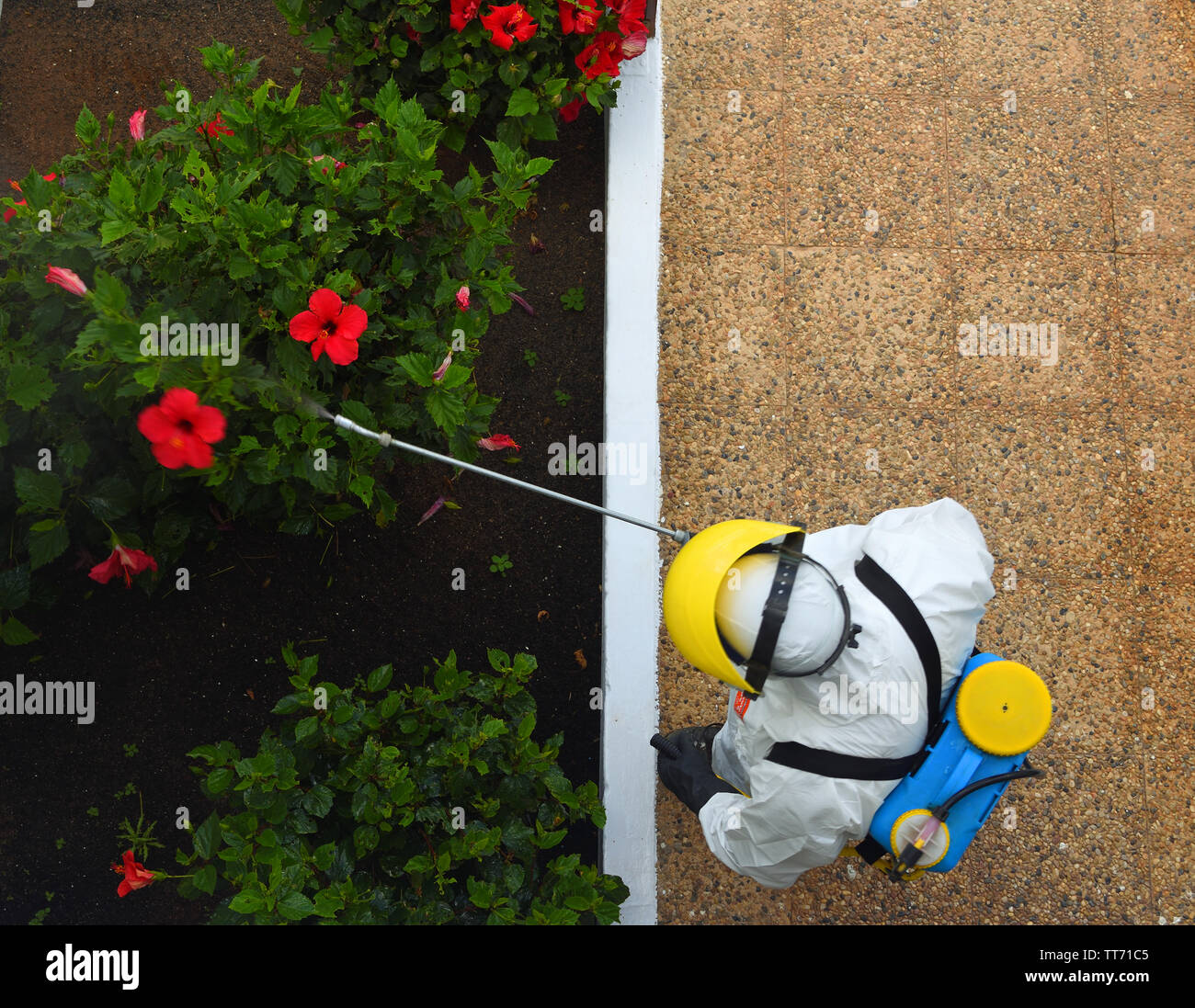 La pulvérisation d'insecticides du jardin, un homme portant des vêtements protecteurs, d'en haut. Banque D'Images