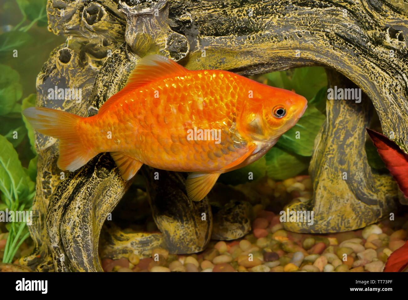 L'orange vif Koi le carassin (Carassius auratus) piscine dans un réservoir d'aquarium décoré. Banque D'Images