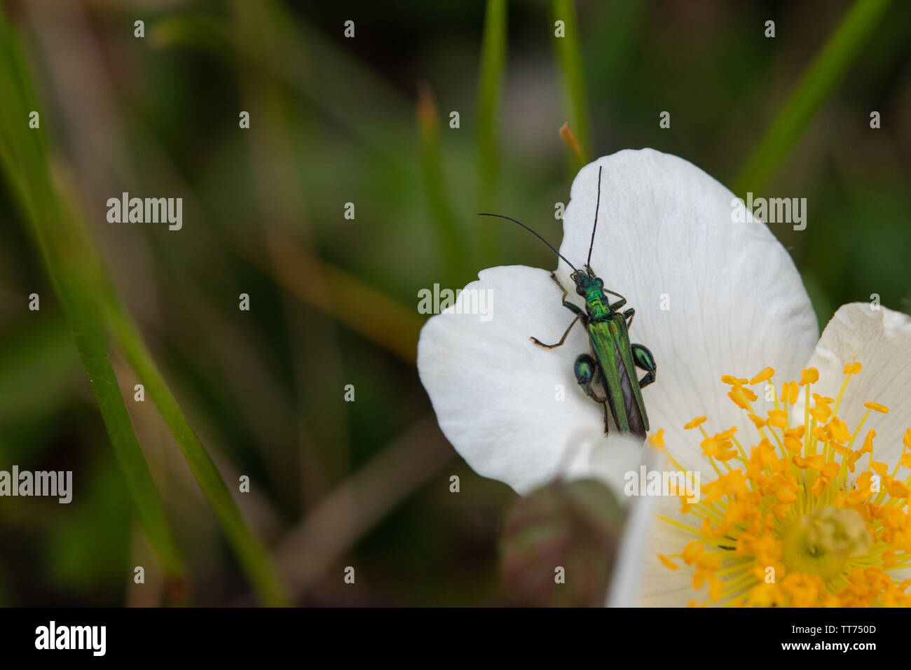 Oedemera Nobilis Beetle sur blanc plante. et fleurs jaunes. Banque D'Images
