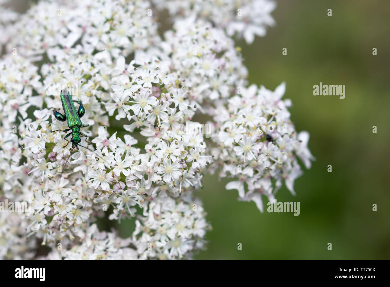 Oedemera Nobilis Beetle sur blanc plante. Banque D'Images
