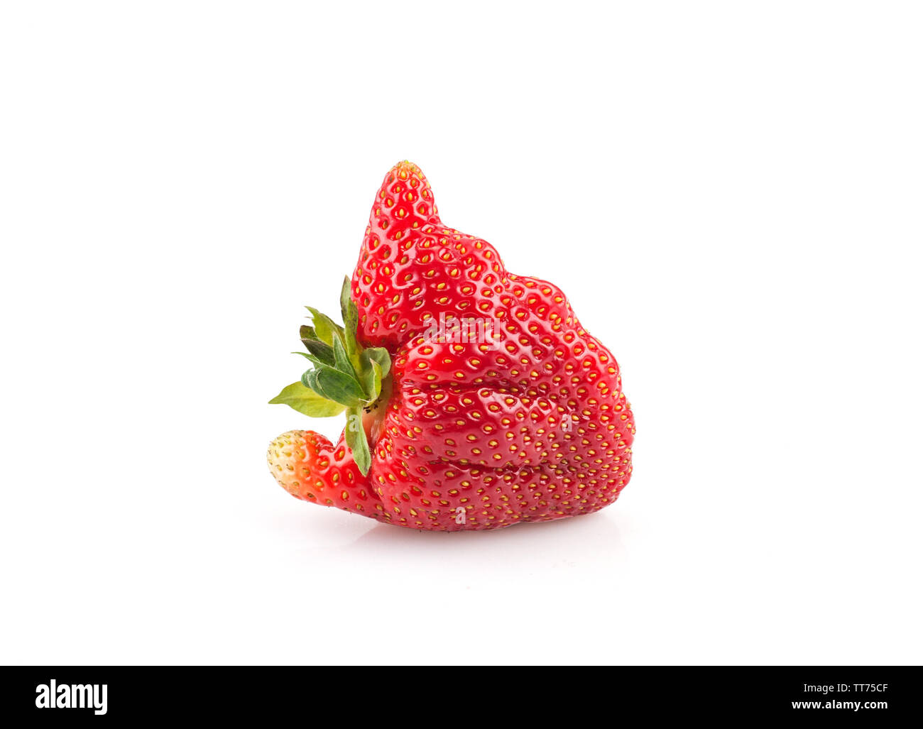 Ugly accueil bio fraises cultivées isolé sur fond blanc.food.laid branché drôle étrange .fruits imparfaits, déchets alimentaires produits difformes concept. Banque D'Images