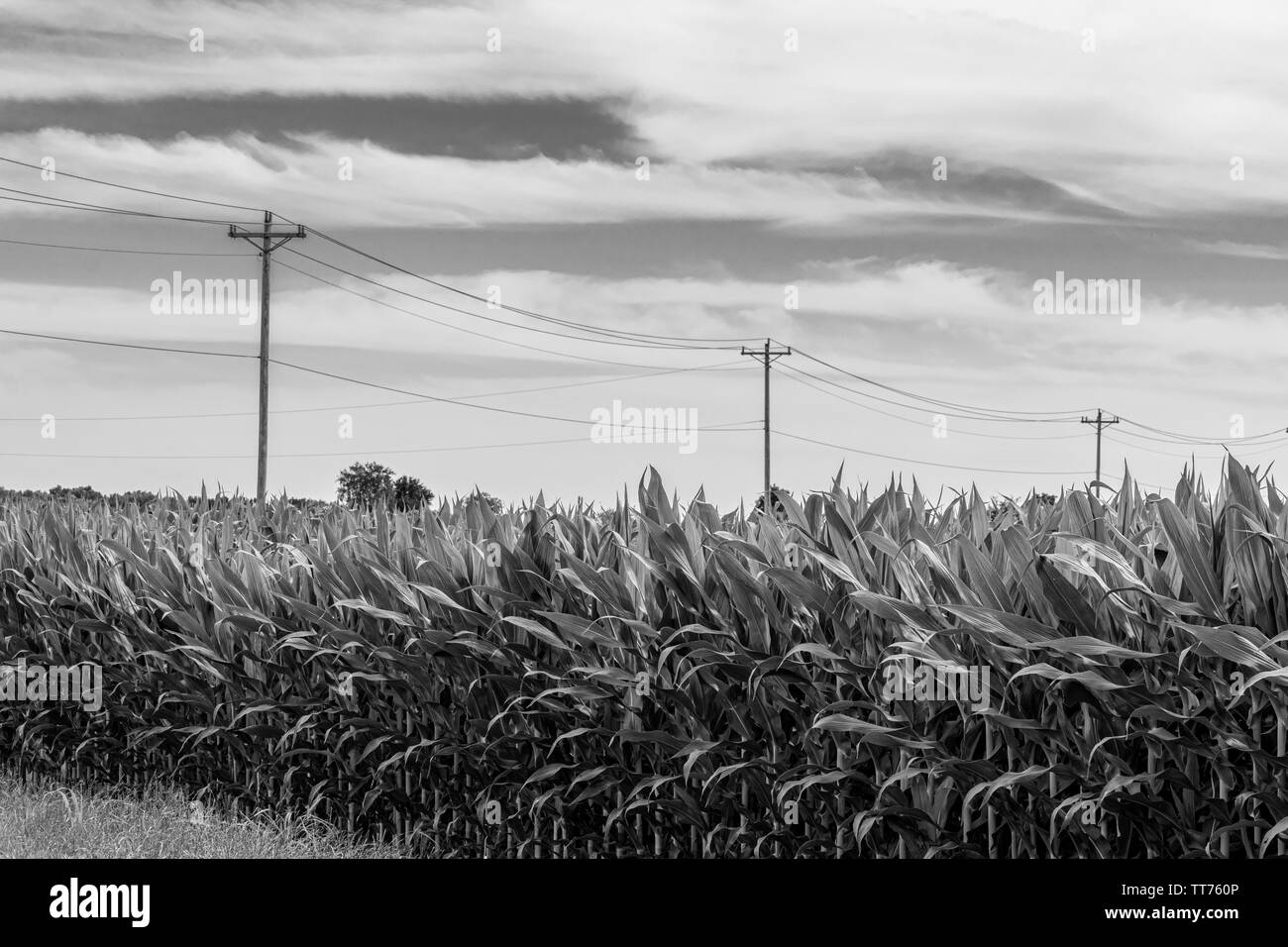 Image en noir et blanc d'un champ de blé en premier plan avec des fils téléphoniques dans l'arrière-plan. Banque D'Images