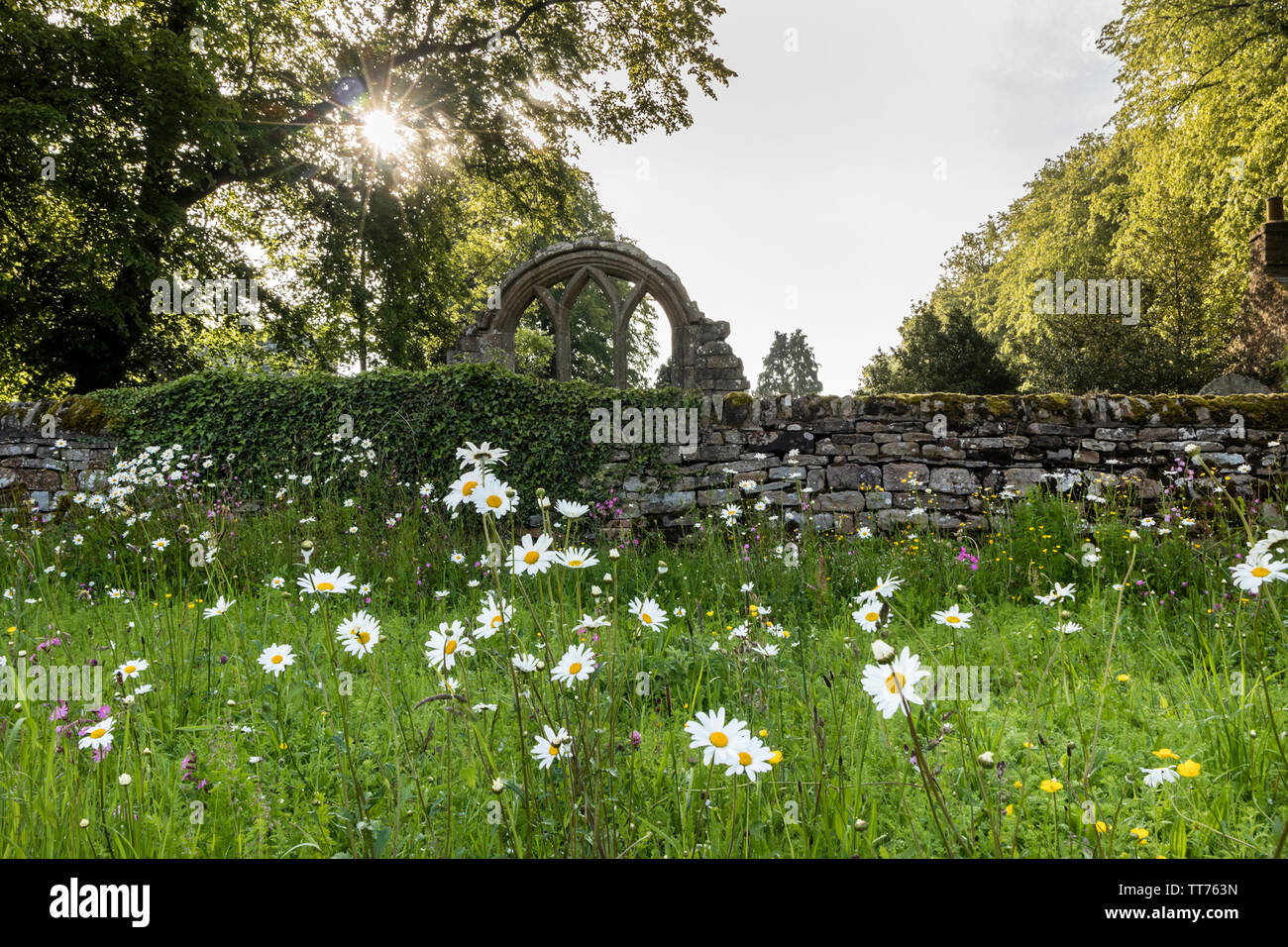 Teesdale, comté de Durham, Royaume-Uni. 15 juin 2019. Météo britannique. Après des jours de fortes pluies qui ont provoqué des inondations dans de nombreuses régions du Royaume-Uni le soleil perce l'éclairage d'un jardin de fleurs sauvages à Middleton-in-Teesdale. Crédit : David Forster/Alamy Live News Banque D'Images