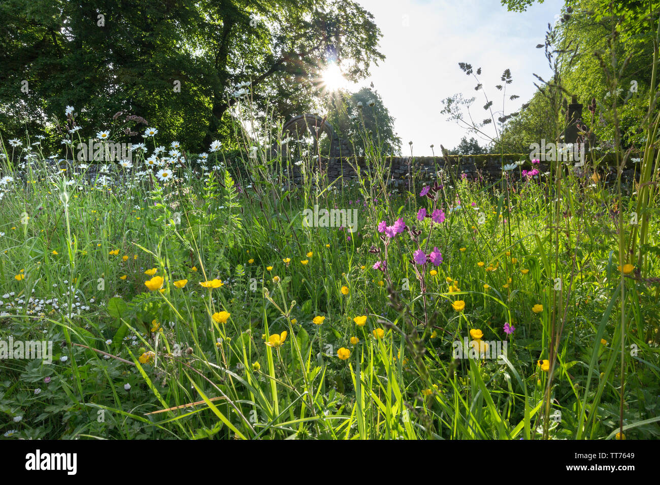 Teesdale, comté de Durham, Royaume-Uni. 15 juin 2019. Météo britannique. Après des jours de fortes pluies qui ont provoqué des inondations dans de nombreuses régions du Royaume-Uni le soleil perce l'éclairage d'un jardin de fleurs sauvages à Middleton-in-Teesdale. Crédit : David Forster/Alamy Live News Banque D'Images