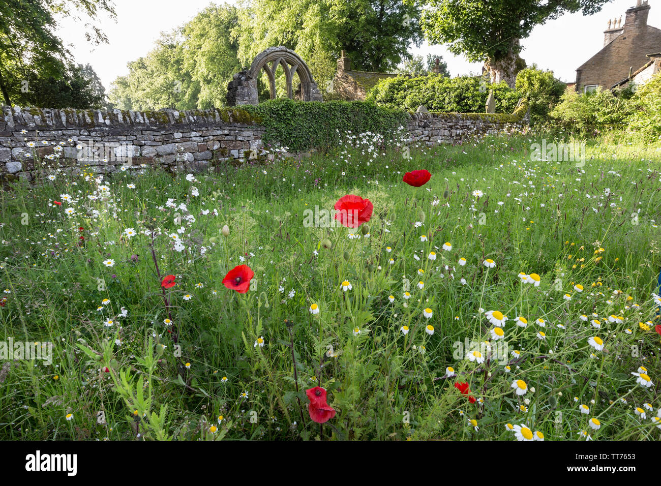 Teesdale, comté de Durham, Royaume-Uni. 15 juin 2019. Météo britannique. Après des jours de fortes pluies qui ont provoqué des inondations dans de nombreuses régions du Royaume-Uni le soleil perce l'éclairage d'un jardin de fleurs sauvages à Middleton-in-Teesdale. Crédit : David Forster/Alamy Live News Banque D'Images