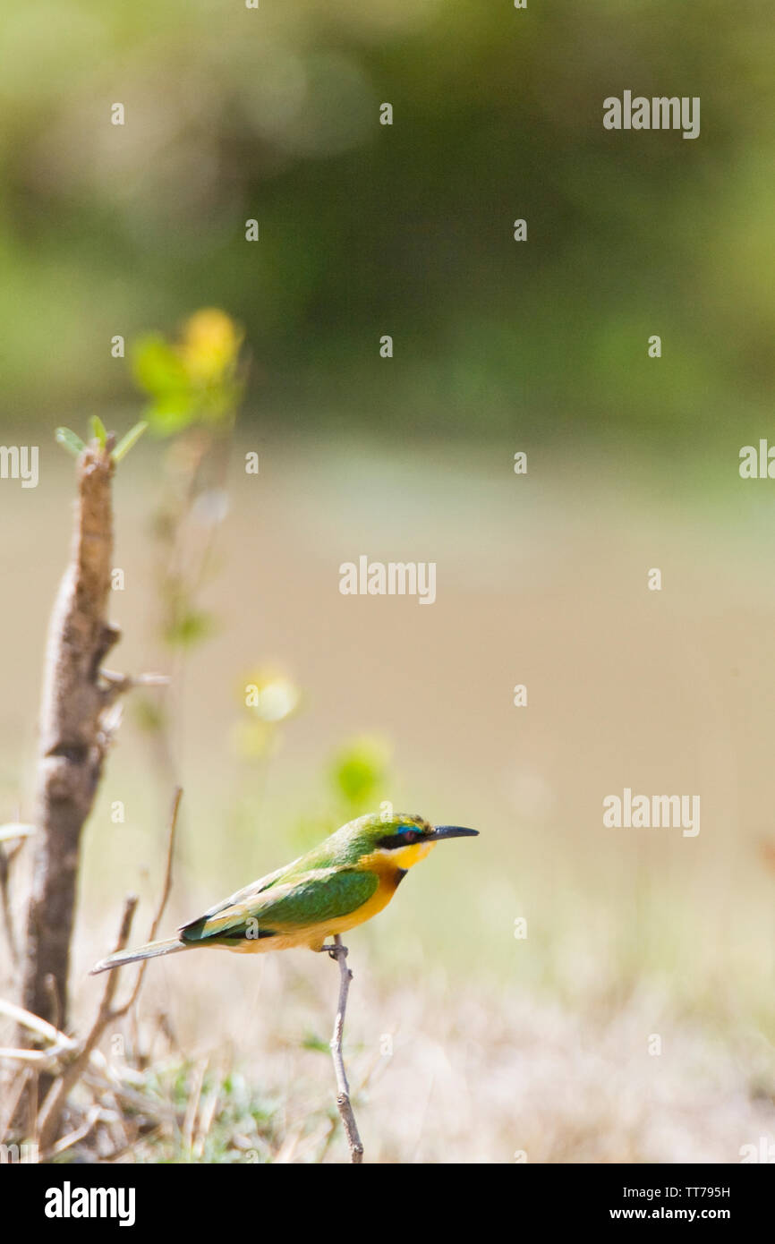 Petite Abeille Eater (Merops pusillus). L'un des plus abondants de l'abeille africaine Eaters trouvé dans la campagne avec des arbres et arbustes. Politique Banque D'Images
