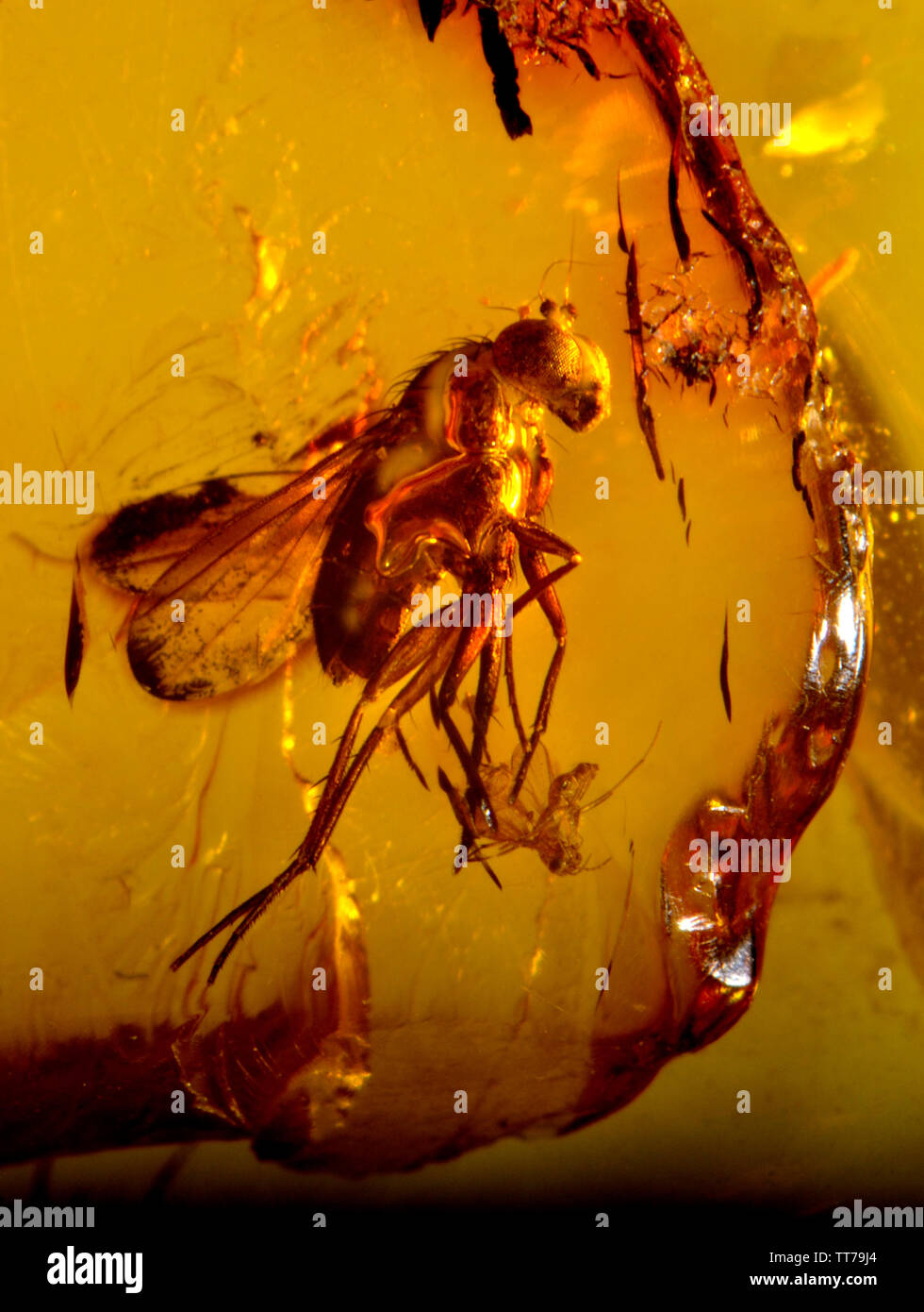 Deux mouches préhistorique dans l'ambre baltique Banque D'Images