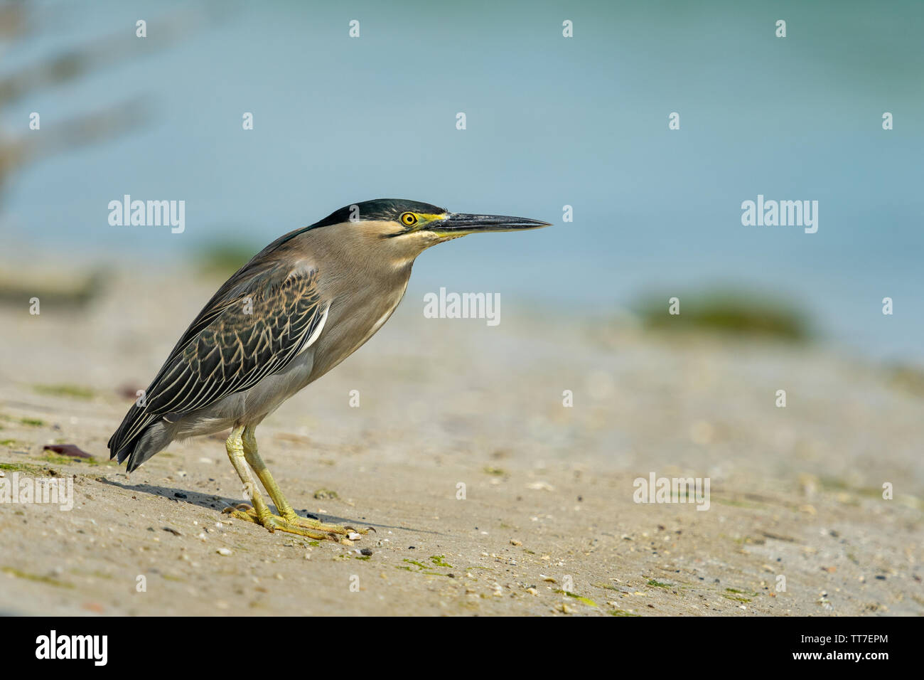 Héron strié (Butorides striata) aussi connu que les mangroves, Heron heron petit vert ou heron, est un petit héron, environ 44 cm de hauteur. Cet oiseau est Banque D'Images