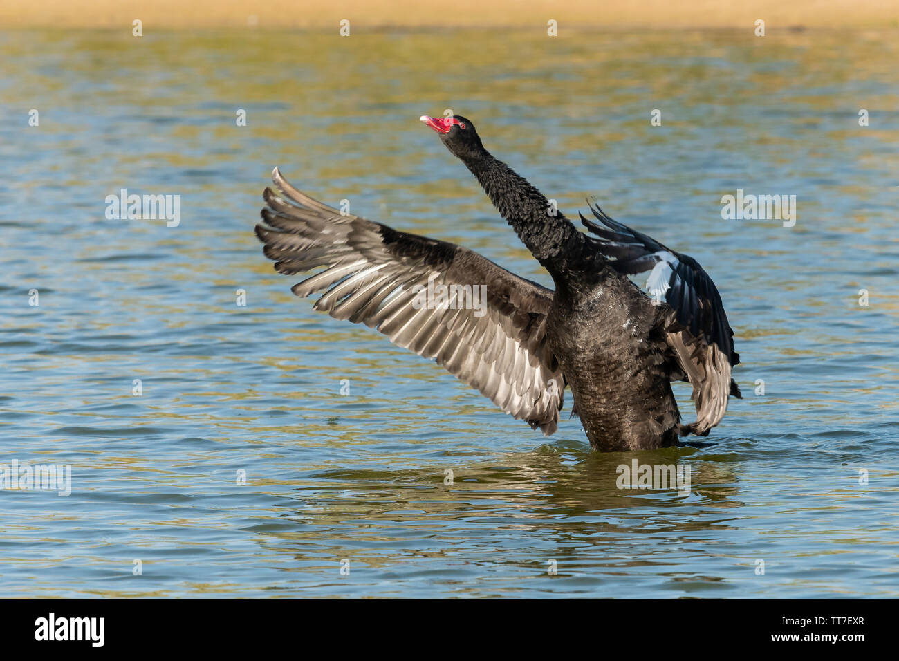 Cygne noir (Cygnus atratus) les ailes battantes Al Qudra lake dans dubia, EAU Banque D'Images