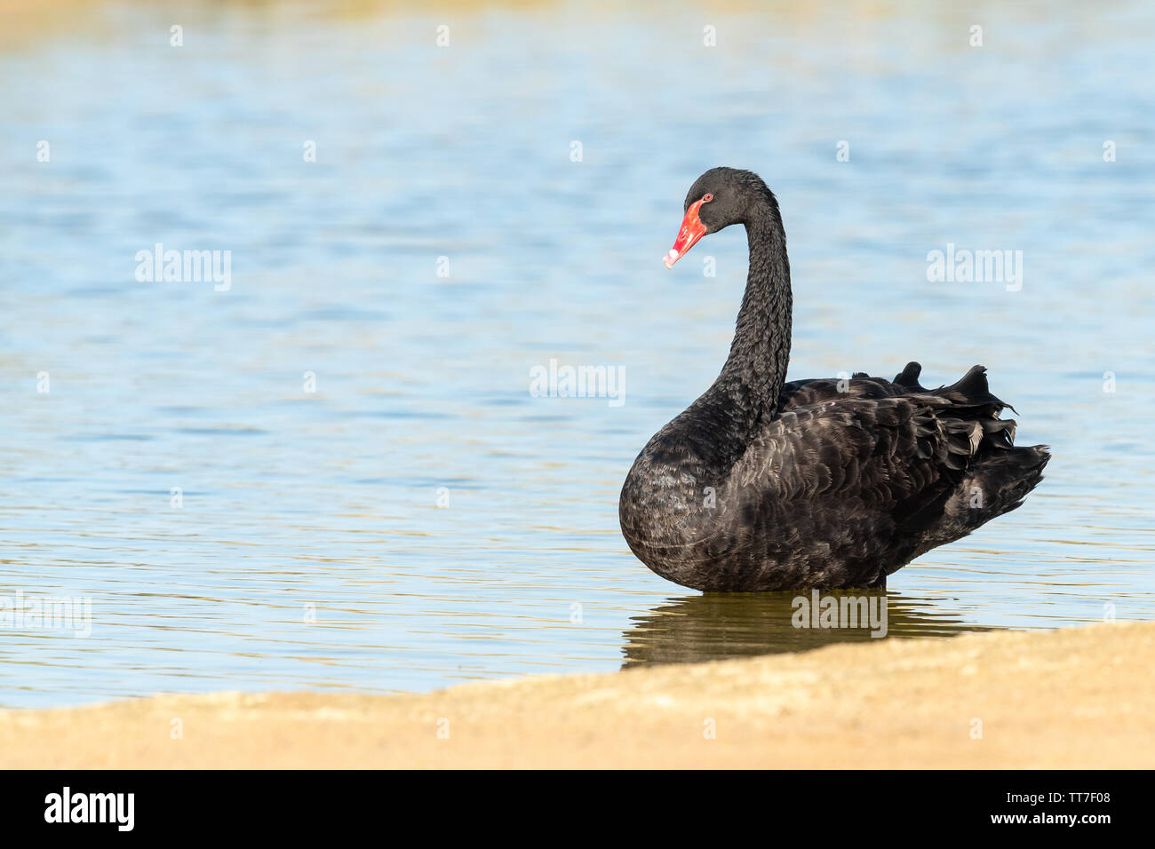 Cygne noir (Cygnus atratus) debout sur le rivage d'Al Qudra lake dans dubia, EAU Banque D'Images