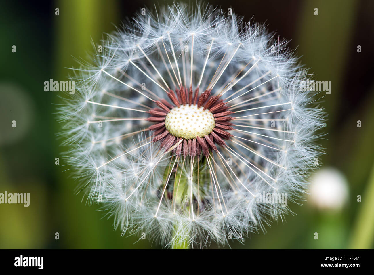 Boule de pissenlit blanc sur le terrain, close-up. Photographie horizontale Banque D'Images