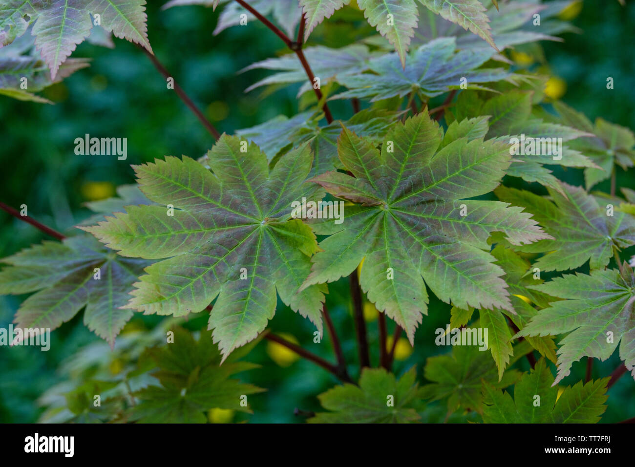 Close-up de deux feuilles d'érable japonais. Acer japonicum Banque D'Images