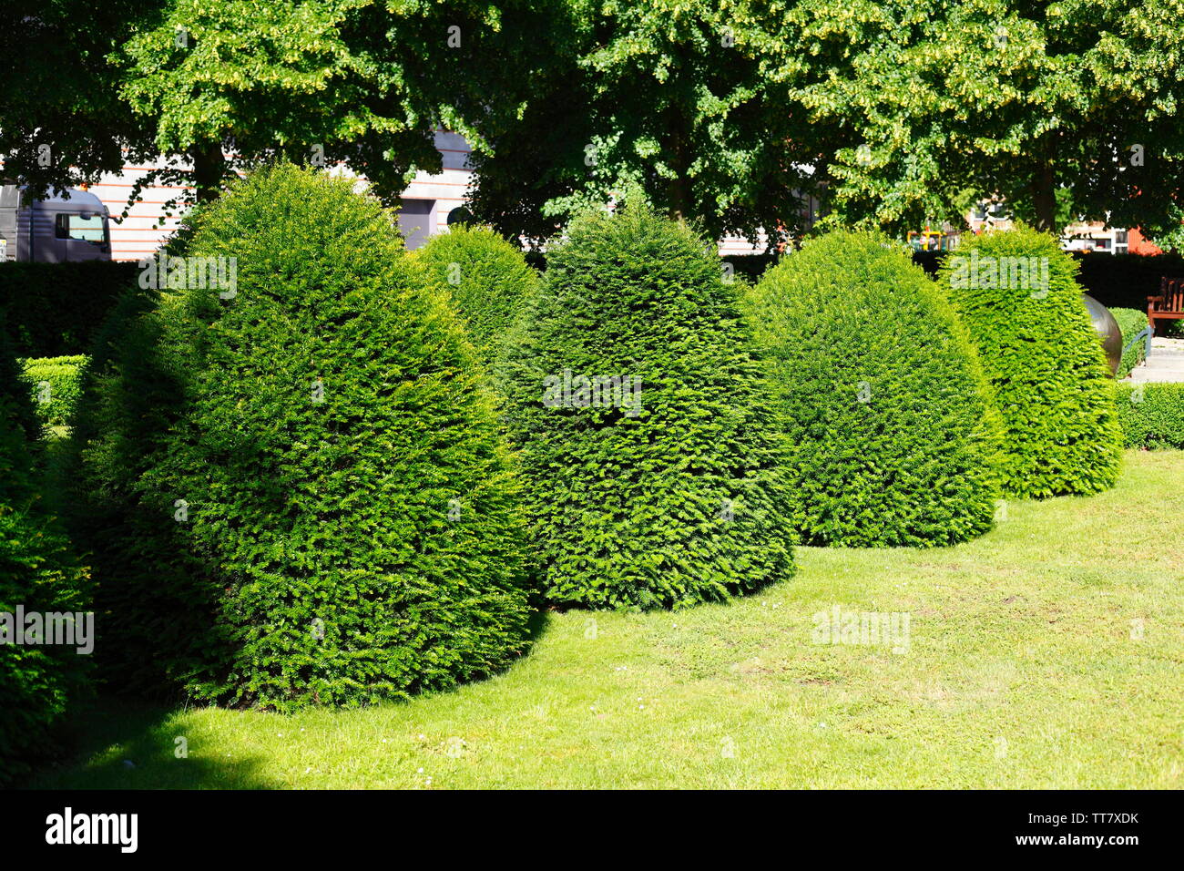 Arbres de buis commun (Buxus sempervirens), les plantes de jardin Banque D'Images