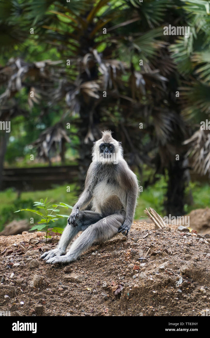 Un singe langur sauvage assis sur la masse à un parc en Asie Banque D'Images