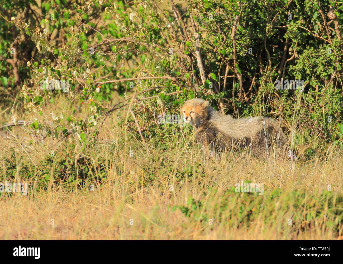 Le Guepard Acinonyx Jubatus Petits Poilus Cub Bebe Chaton Explorer Savane Reserve Nationale De Masai Mara Au Kenya Afrique De L Est Photo Stock Alamy Le Guepard Acinonyx Jubatus Petits Poilus Cub Bebe Chaton Explorer Savane Reserve Nationale De Masai Mara Au Kenya Afrique De L Est Photo Stock Alamy