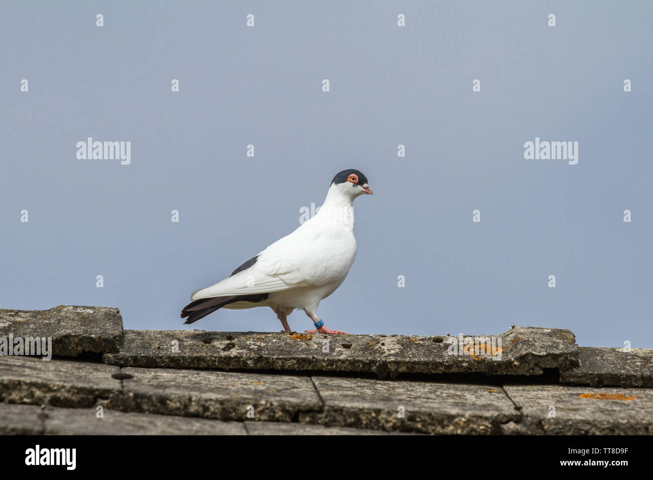 Fliegekalotte Flugkalotte (Hamburger Hamburger) pigeon, une race de Allemagne pidgeon Banque D'Images Fliegekalotte Flugkalotte (Hamburger Hamburger) pigeon, une race de Allemagne pidgeon Banque D'Images