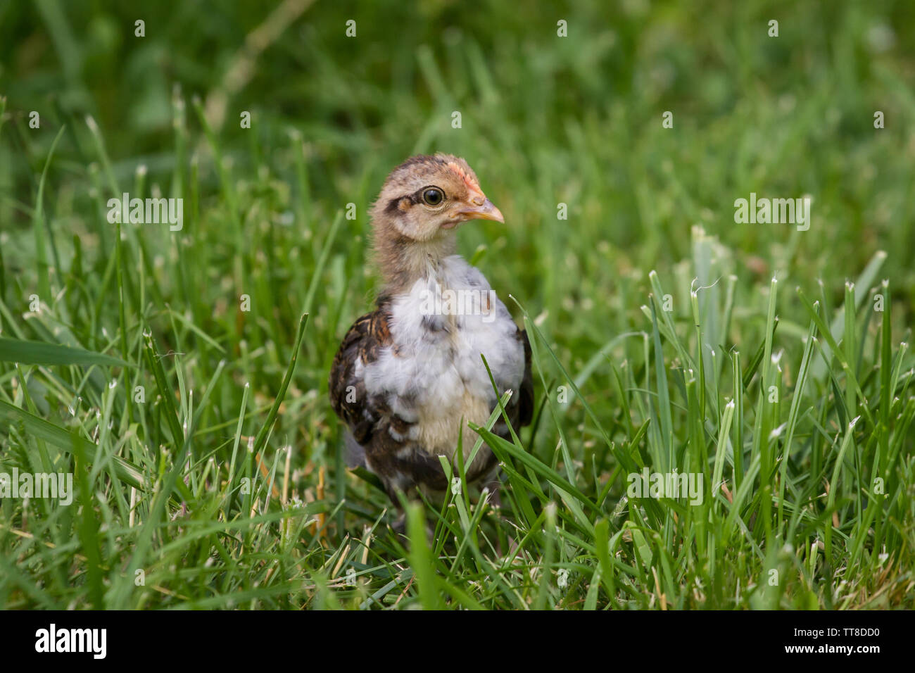 Steinhendl Stoapiperl/ jeune dans le pré, une race de poulet de l'Autriche, de l'Europe Banque D'Images