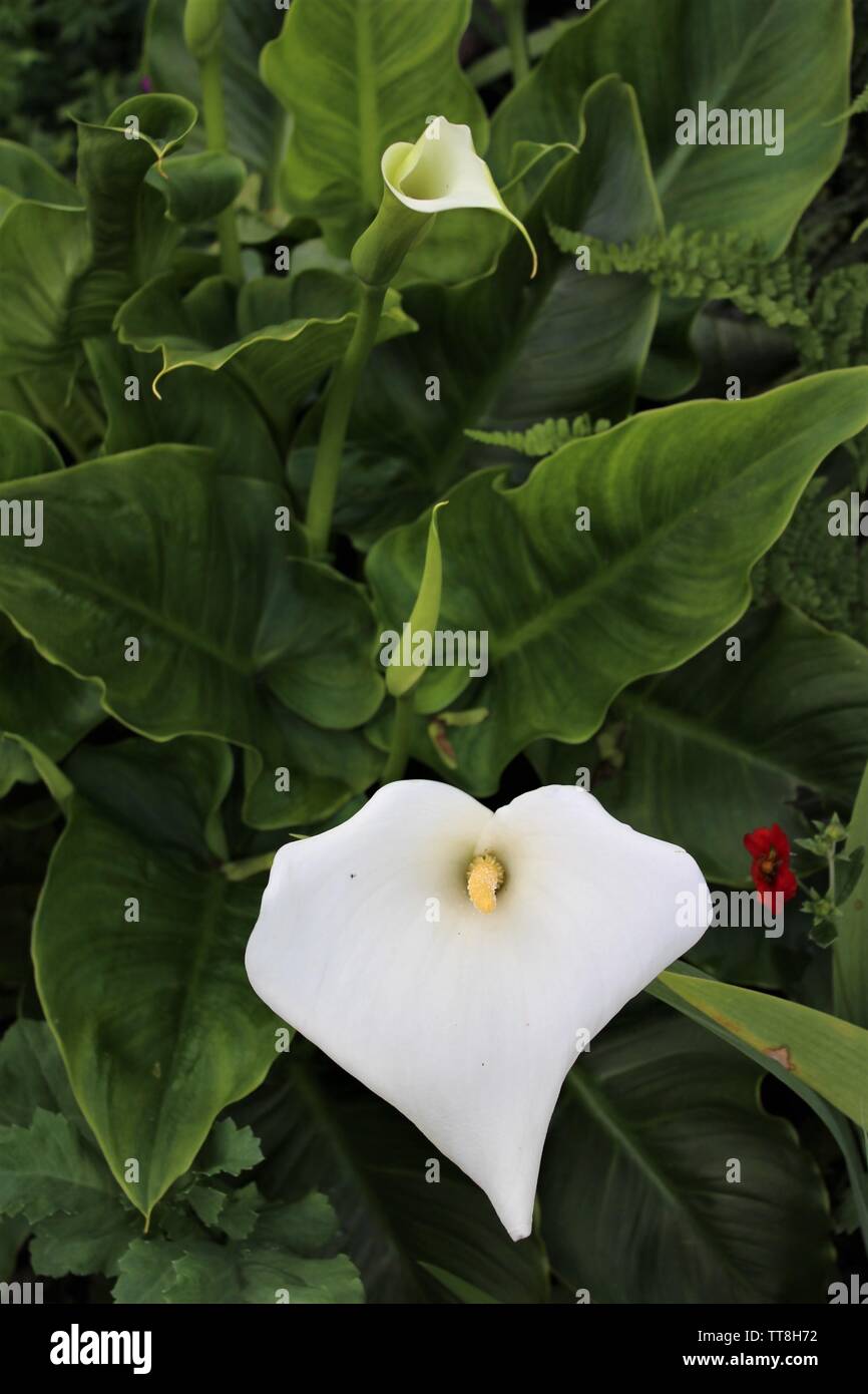 Canna blanc Lilly Banque D'Images