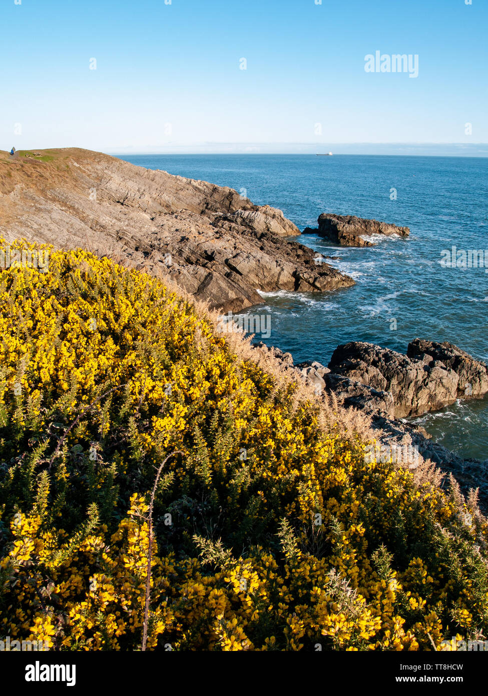 La floraison des ajoncs jaune à côté du sentier du littoral entre la baie de Langland et Caswell Bay sur Gower, Pays de Galles, Royaume-Uni Banque D'Images