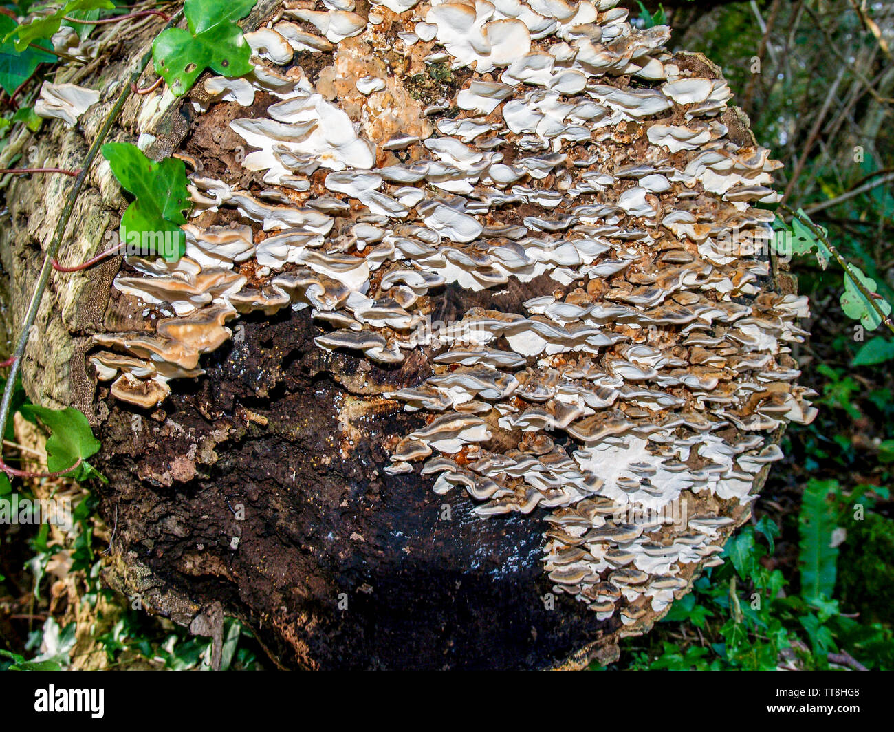 Champignon poussant sur un arbre mort et pourriture en décomposition qui a été coupé et abattus dans le bois, Oxwich Oxwich Bay, Gower, Pays de Galles, Royaume-Uni. Banque D'Images