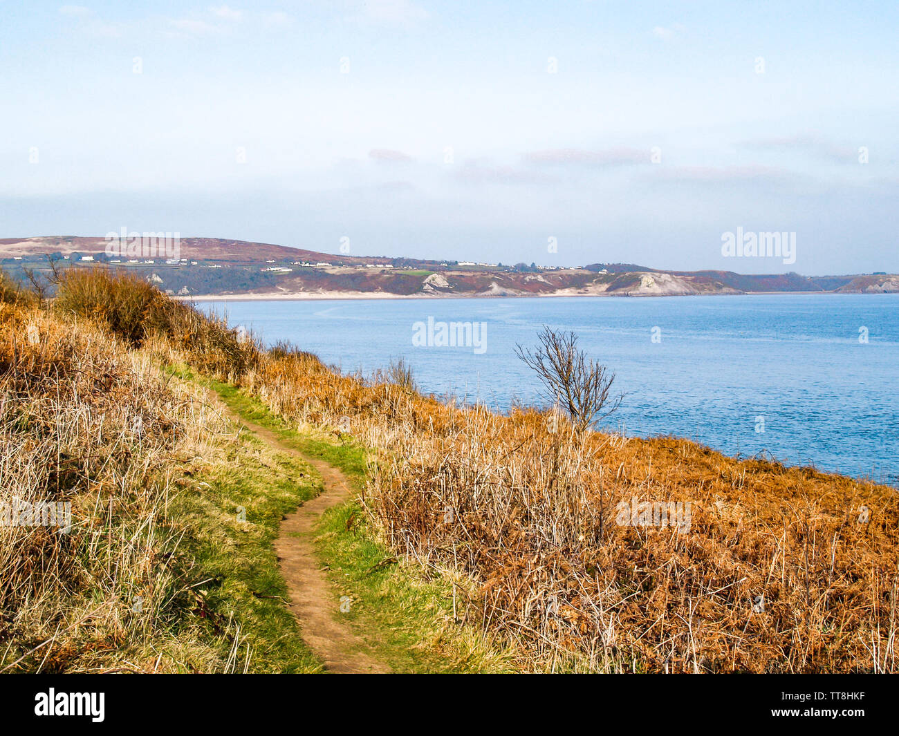Une vue de la sentier du littoral donnant sur la mer avec un arbre et balayées par les fougères. Près de Oxwich Point, Oxwich Bay, Gower, Pays de Galles, Royaume-Uni. Banque D'Images