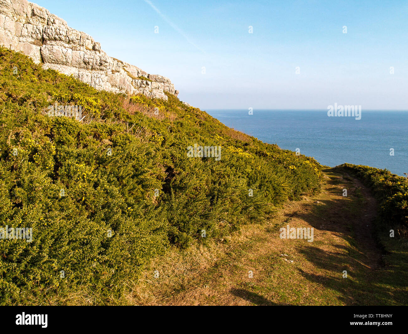 Une vue de la sentier du littoral avec l'ajonc et rochers surplombant la mer. Près de Oxwich Point, Oxwich Bay, Gower, Pays de Galles, Royaume-Uni. Banque D'Images