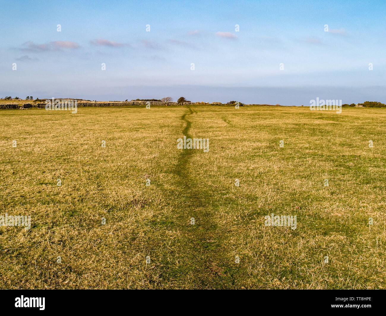 Au Sentier de l'herbe avec un ciel bleu. Près de Oxwich Point, Oxwich Bay, Gower, Pays de Galles, Royaume-Uni. Banque D'Images