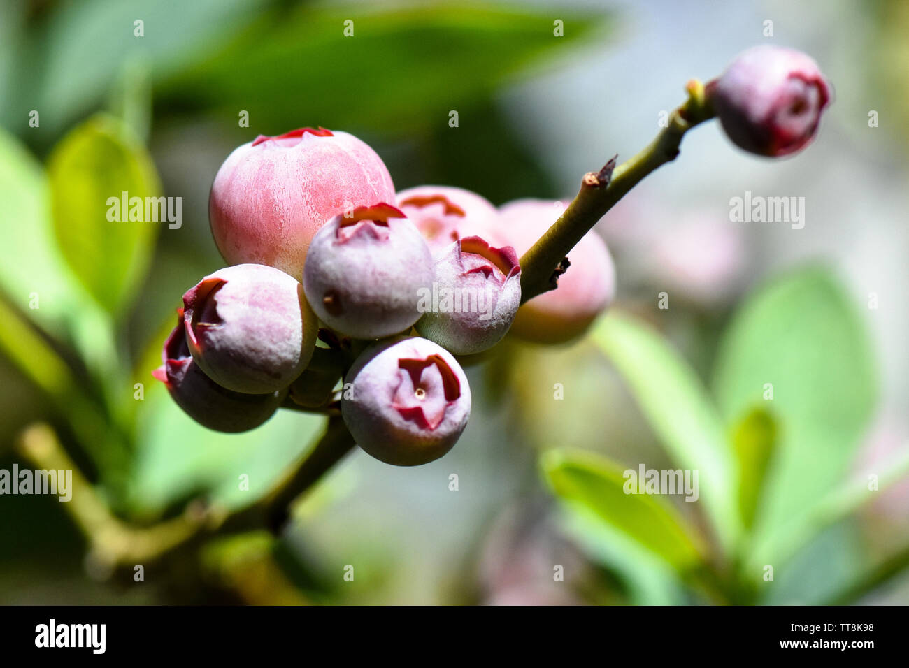 Belle macro close-up de bleuets frais en saison de croissance sur la ferme avec des pousses vertes de feuilles et fruits de plus en plus multicolore Banque D'Images