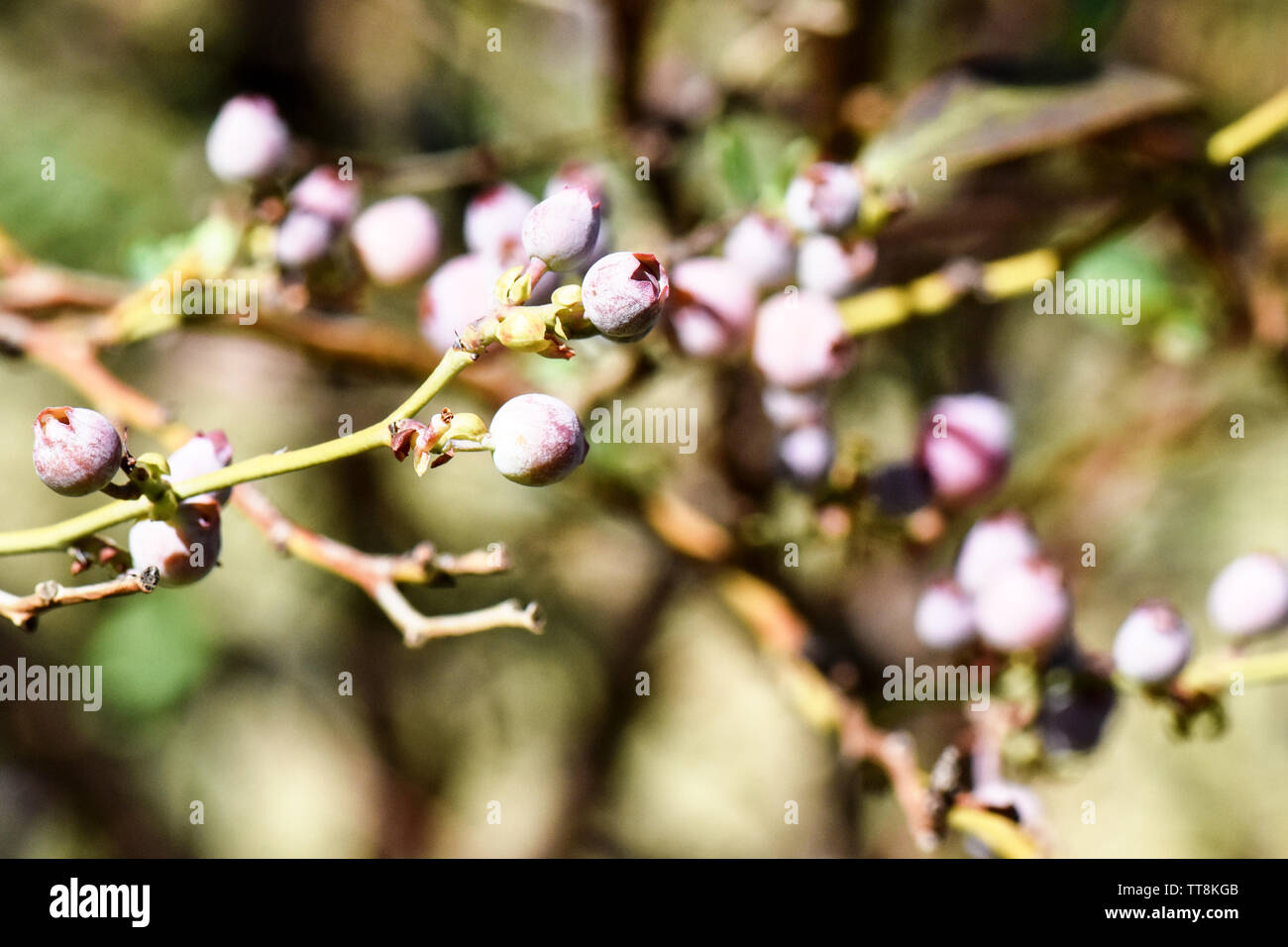 Belle macro close-up de bleuets frais en saison de croissance sur la ferme avec des pousses vertes de feuilles et fruits de plus en plus multicolore Banque D'Images