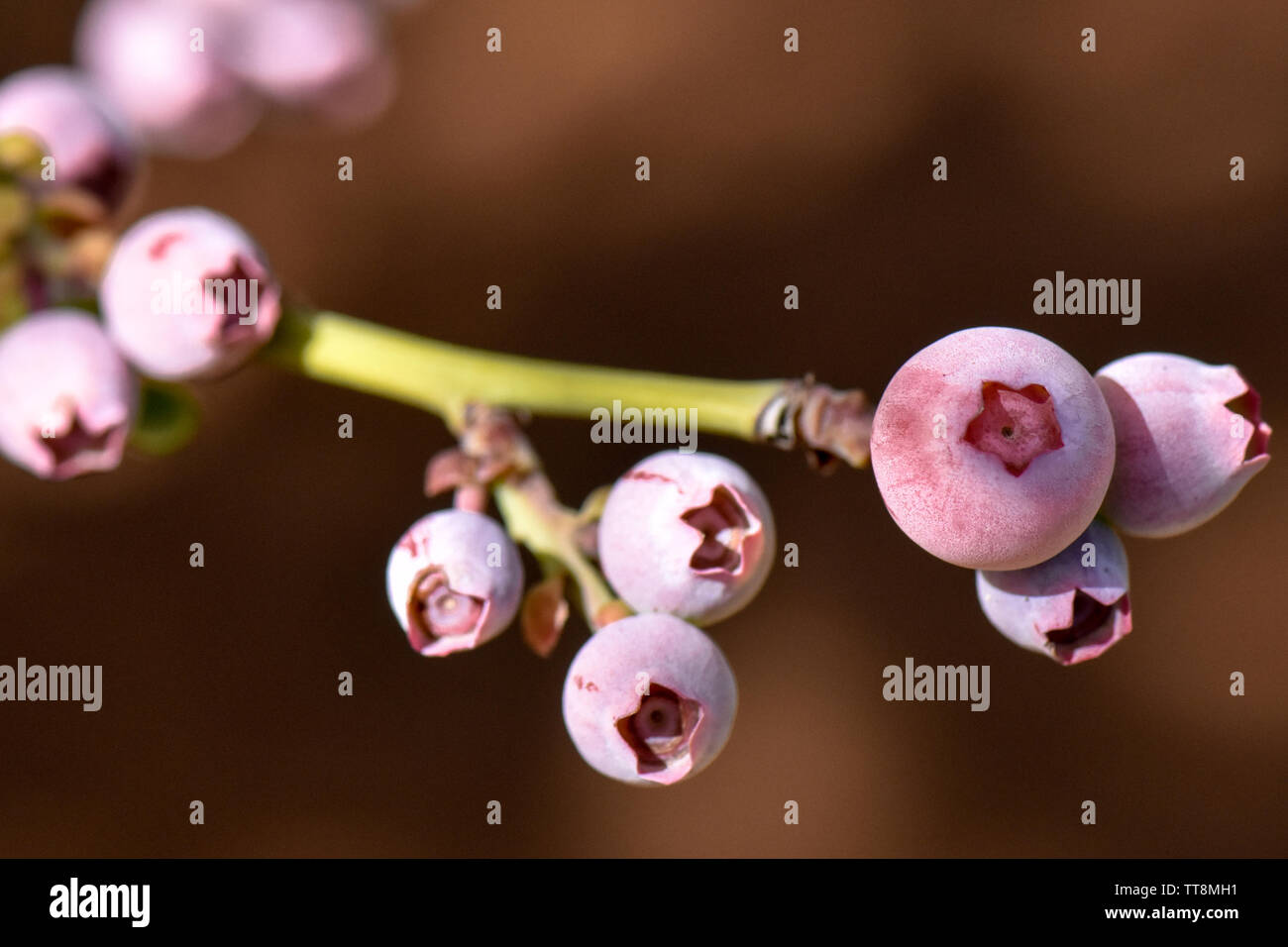 Belle macro close-up de bleuets frais en saison de croissance sur la ferme avec des pousses vertes de feuilles et fruits de plus en plus multicolore Banque D'Images