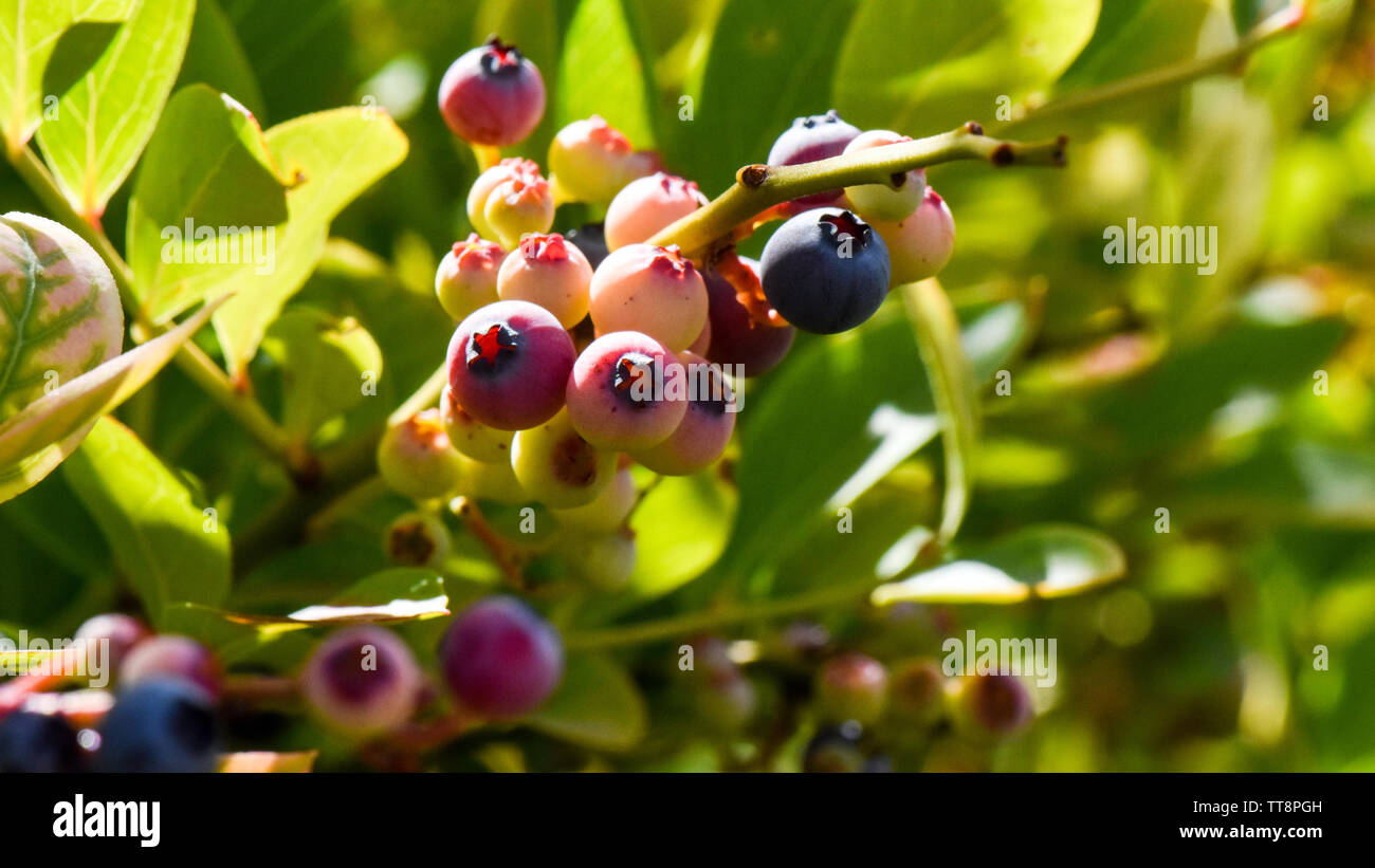 Belle macro close-up de bleuets frais en saison de croissance sur la ferme avec des pousses vertes de feuilles et fruits de plus en plus multicolore Banque D'Images
