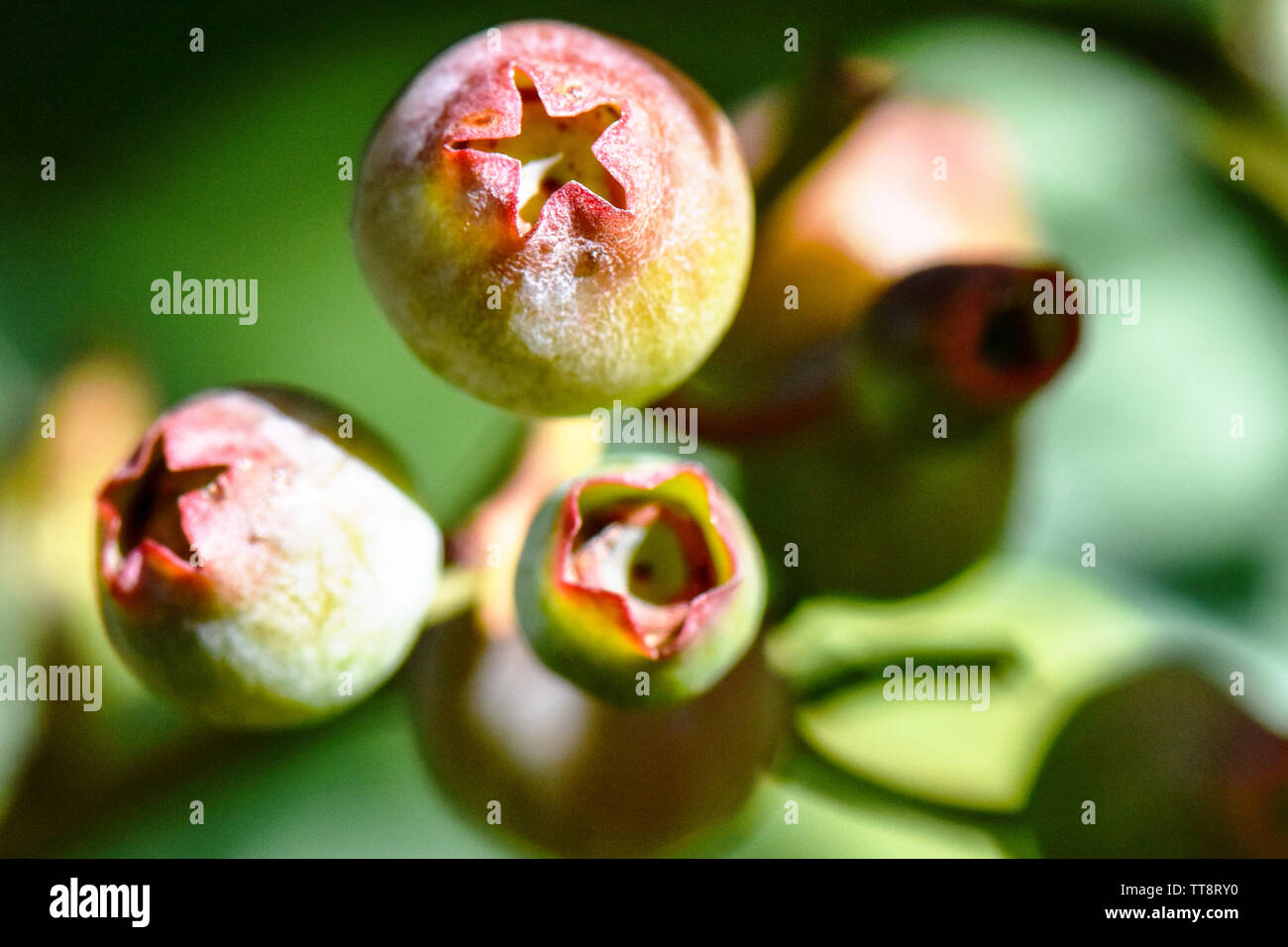 Belle macro close-up de bleuets frais en saison de croissance sur la ferme avec des pousses vertes de feuilles et fruits de plus en plus multicolore Banque D'Images