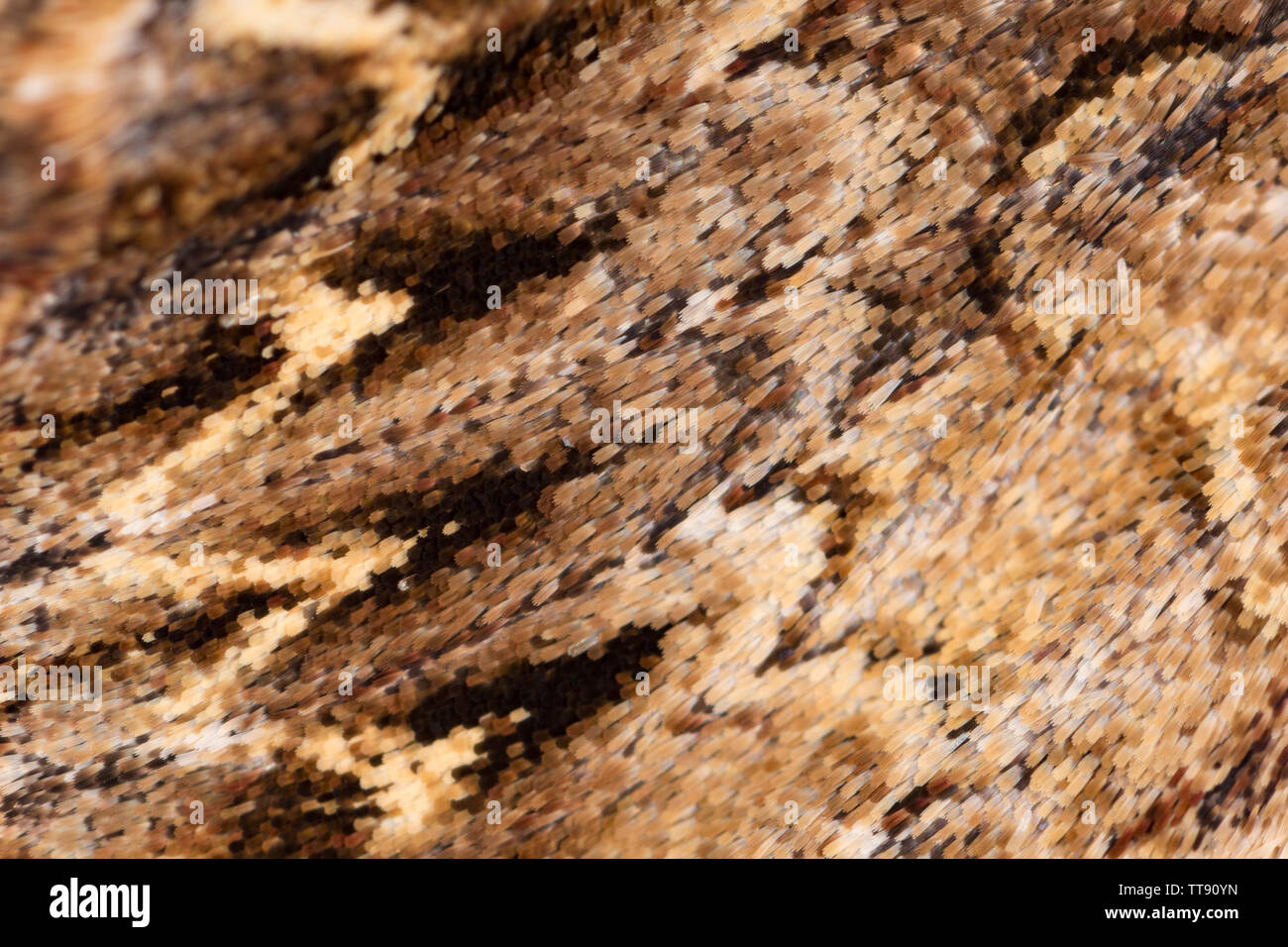 Un gros plan macro sur les écailles sur les ailes d'un papillon, de voûtes sombres Apamea monoglypha. L'espèce a été attiré par la chambre et ses feux patterning o Banque D'Images