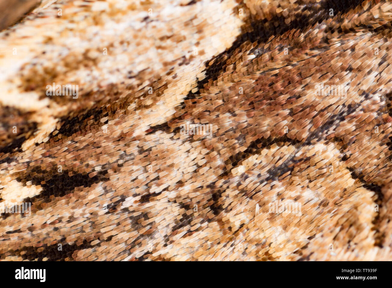 Un gros plan macro sur les écailles sur les ailes d'un papillon, de voûtes sombres Apamea monoglypha. L'espèce a été attiré par la chambre et ses feux patterning o Banque D'Images