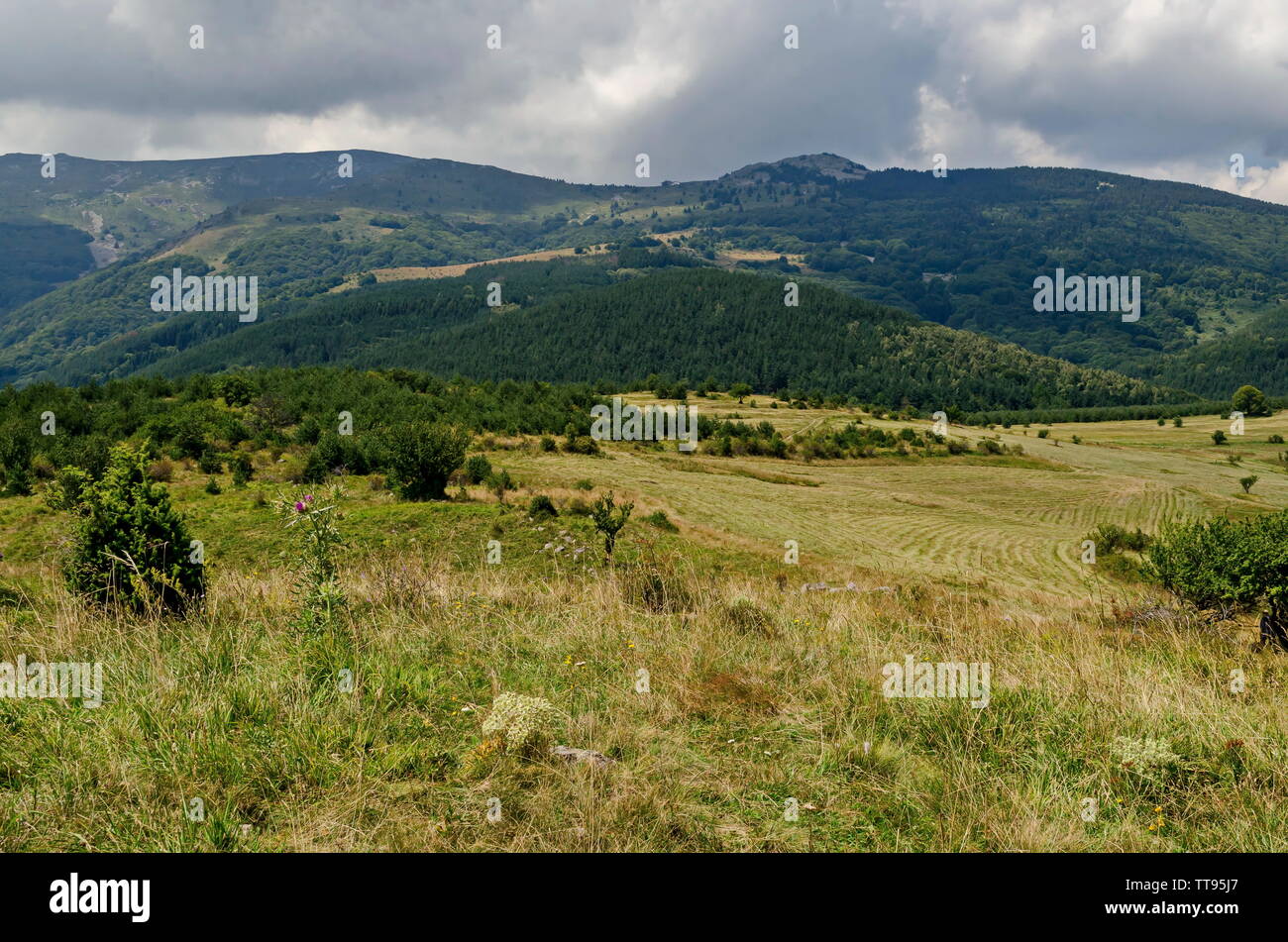 L'été vert forêt, arbres isolés dans la clairière d'herbe fraîche avec différentes fleurs, fleurs sauvages de montagne Vitosha, Bulgarie Banque D'Images