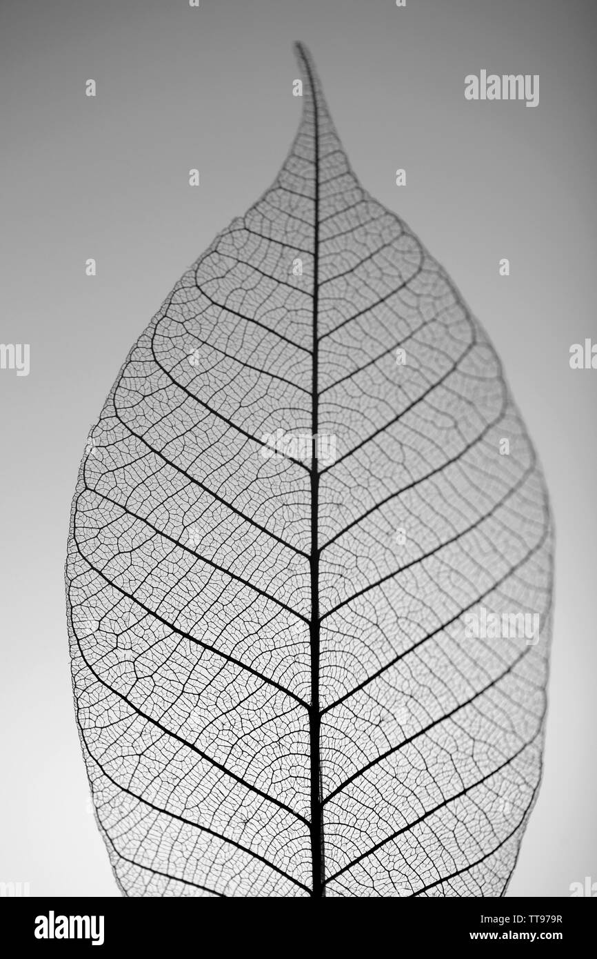50 Feuilles Squelette De Magnolia Naturelles Noires – Idéales Pour Scrapbooking, Cartes, Bougies & Décorations Artisanales