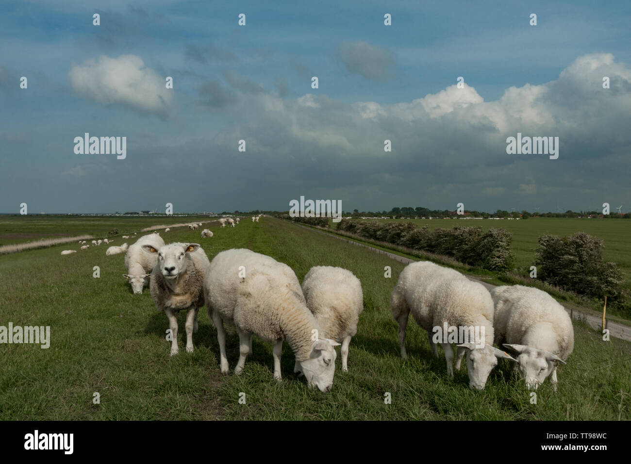 Des moutons paissant sur le dessus de la digue de défense de la mer. Frise orientale, Basse-Saxe, Allemagne Banque D'Images