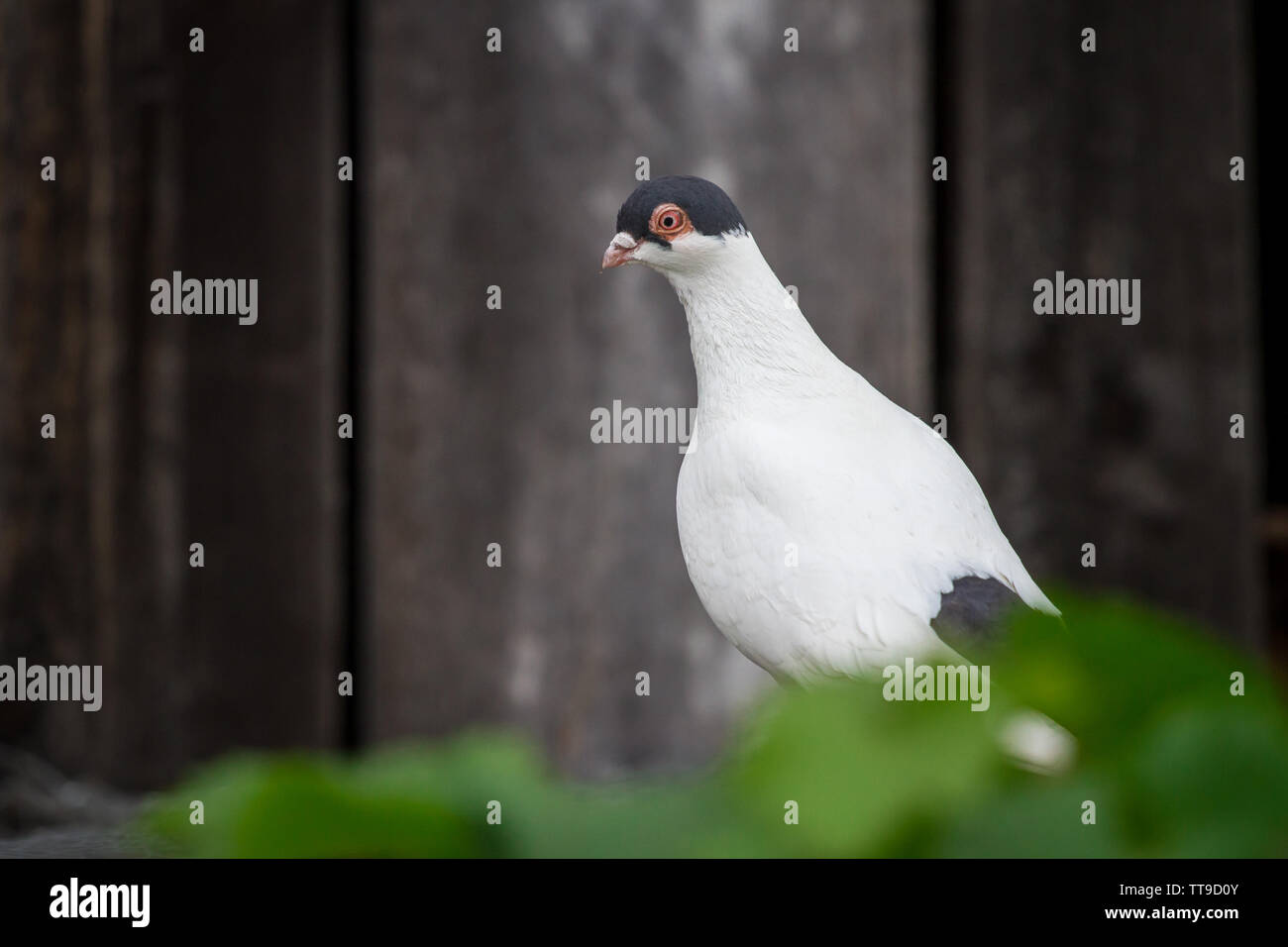 Fliegekalotte Flugkalotte (Hamburger Hamburger) pigeon, une race de Allemagne pidgeon Banque D'Images Fliegekalotte Flugkalotte (Hamburger Hamburger) pigeon, une race de Allemagne pidgeon Banque D'Images
