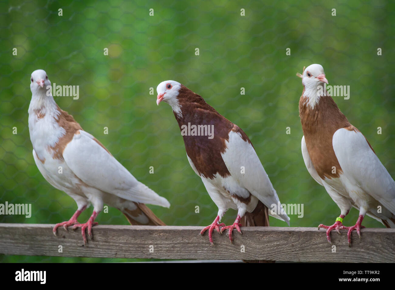 Un groupe d'Ganselkröpfer les pigeons, une race d'Autriche pidgeon Banque D'Images