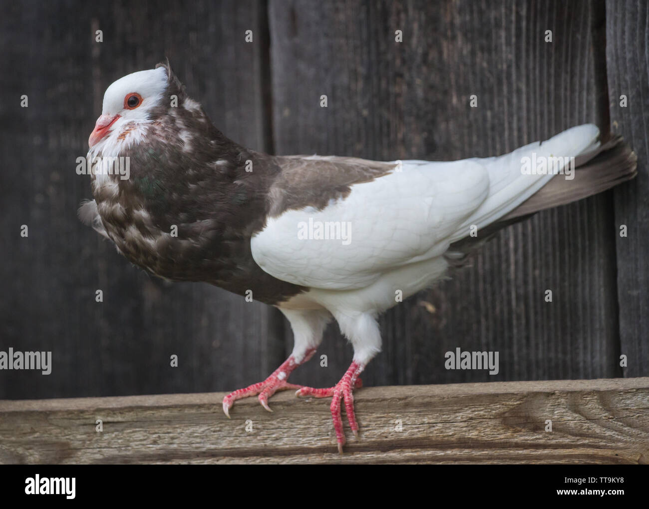 Ganselkröpfer pigeon, une race d'Autriche pidgeon Banque D'Images Ganselkröpfer pigeon, une race d'Autriche pidgeon Banque D'Images