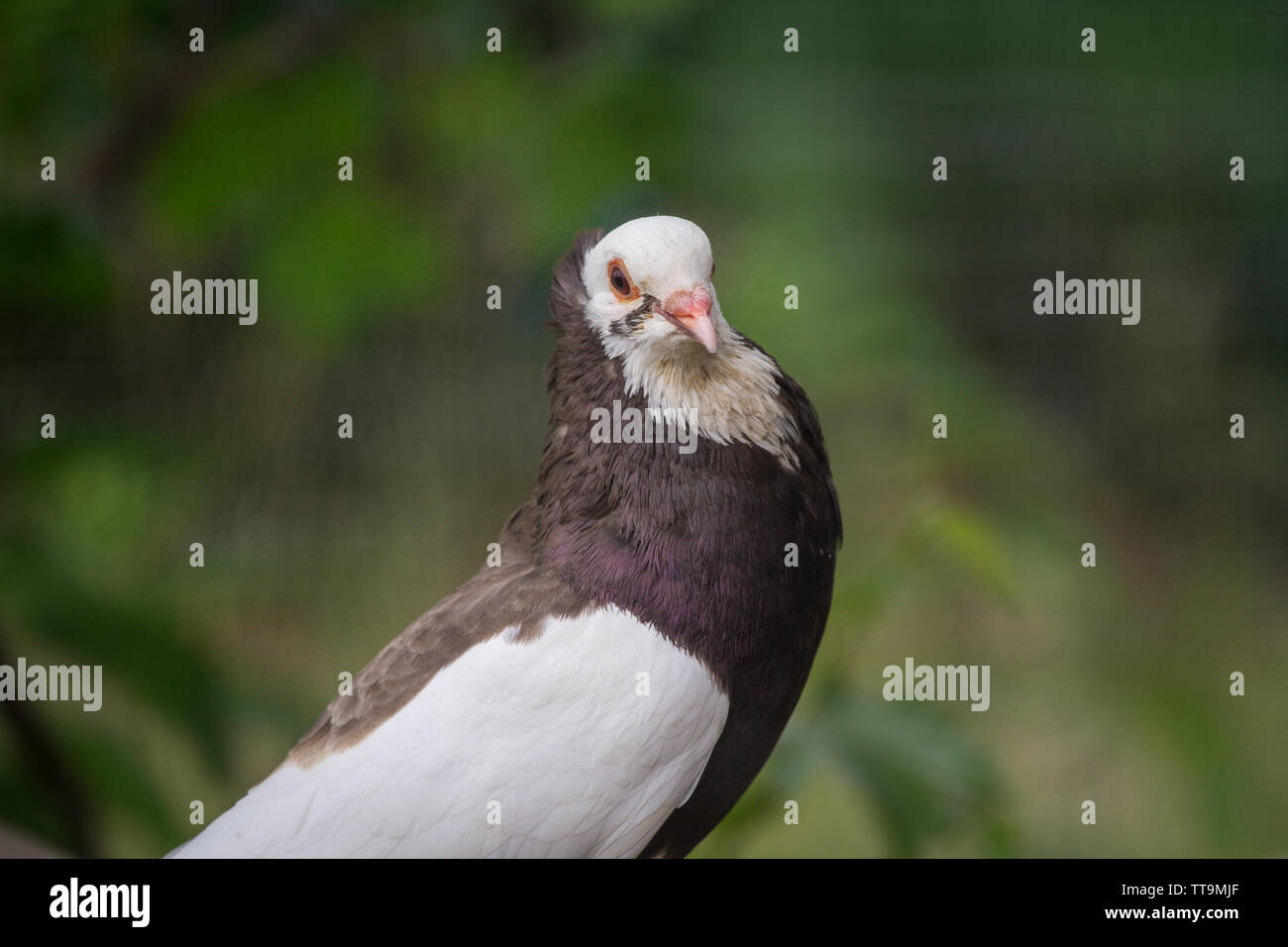 Ganselkröpfer pigeon, une race d'Autriche pidgeon Banque D'Images Ganselkröpfer pigeon, une race d'Autriche pidgeon Banque D'Images