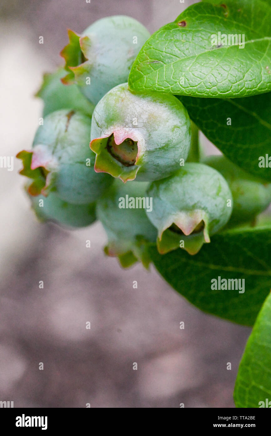 Les bleuets sur une maturation bush bleuets biologique - plants de bleuets antioxydants / aliments antioxydants - Vaccinium Cyanococcus - bleuets rose vert Banque D'Images