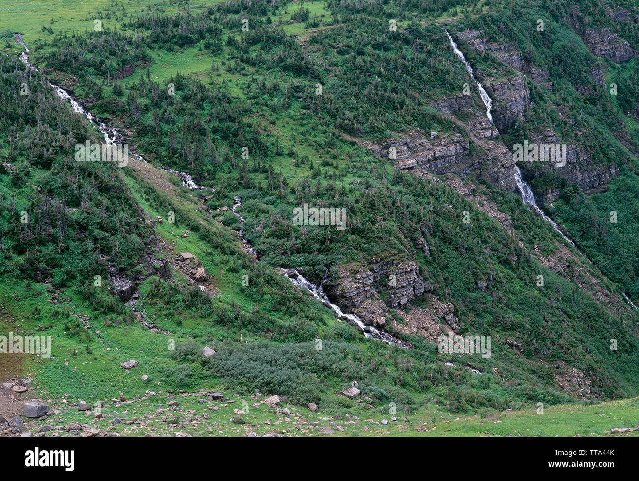 USA ; Montana ; parc national des Glaciers ; Logan Creek descend rapidement de Logan Pass salon aux côtés d'arbres rabougris à timberline. Banque D'Images