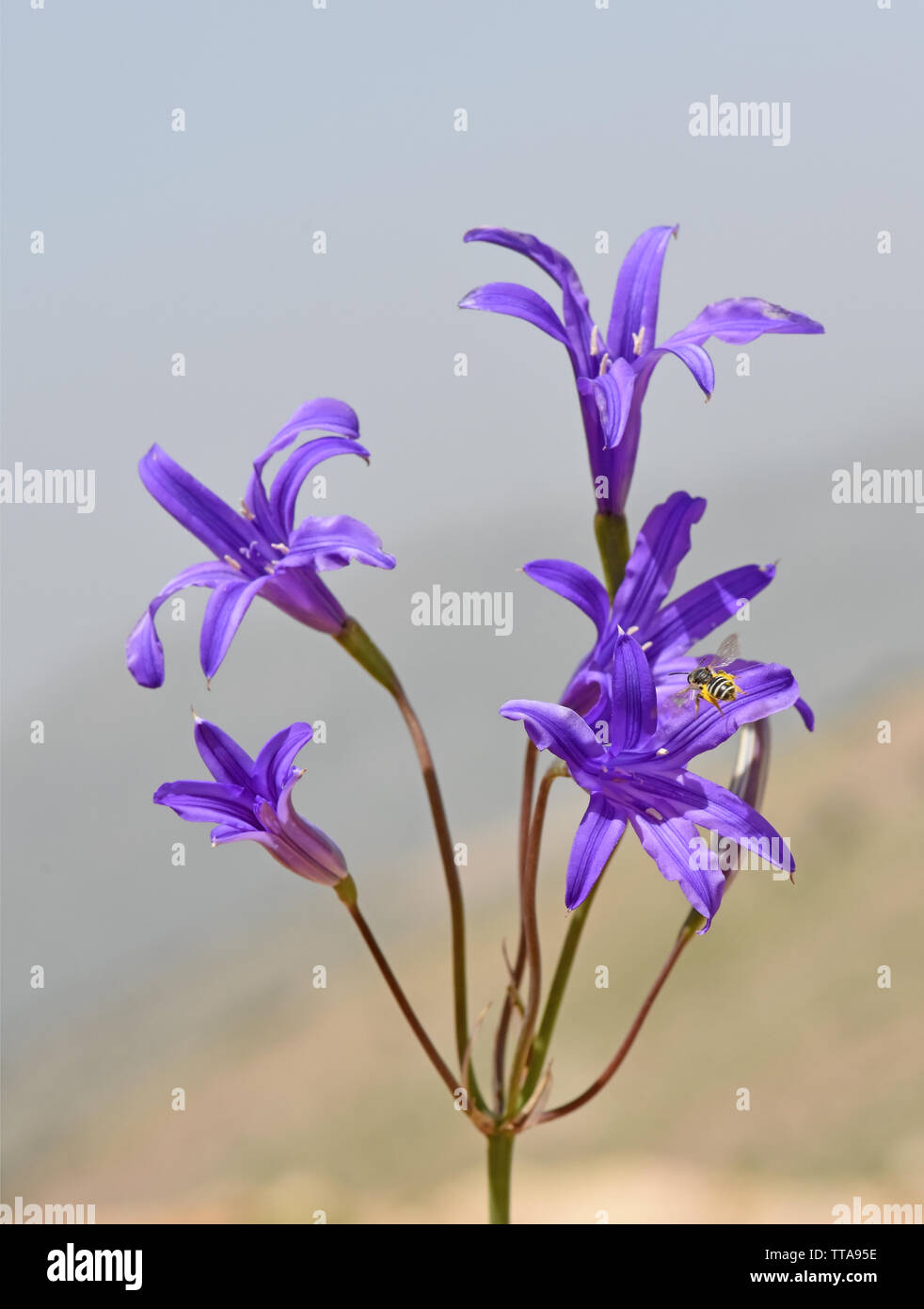 Ixiolirion tataricum, lavande mountain lily Banque D'Images