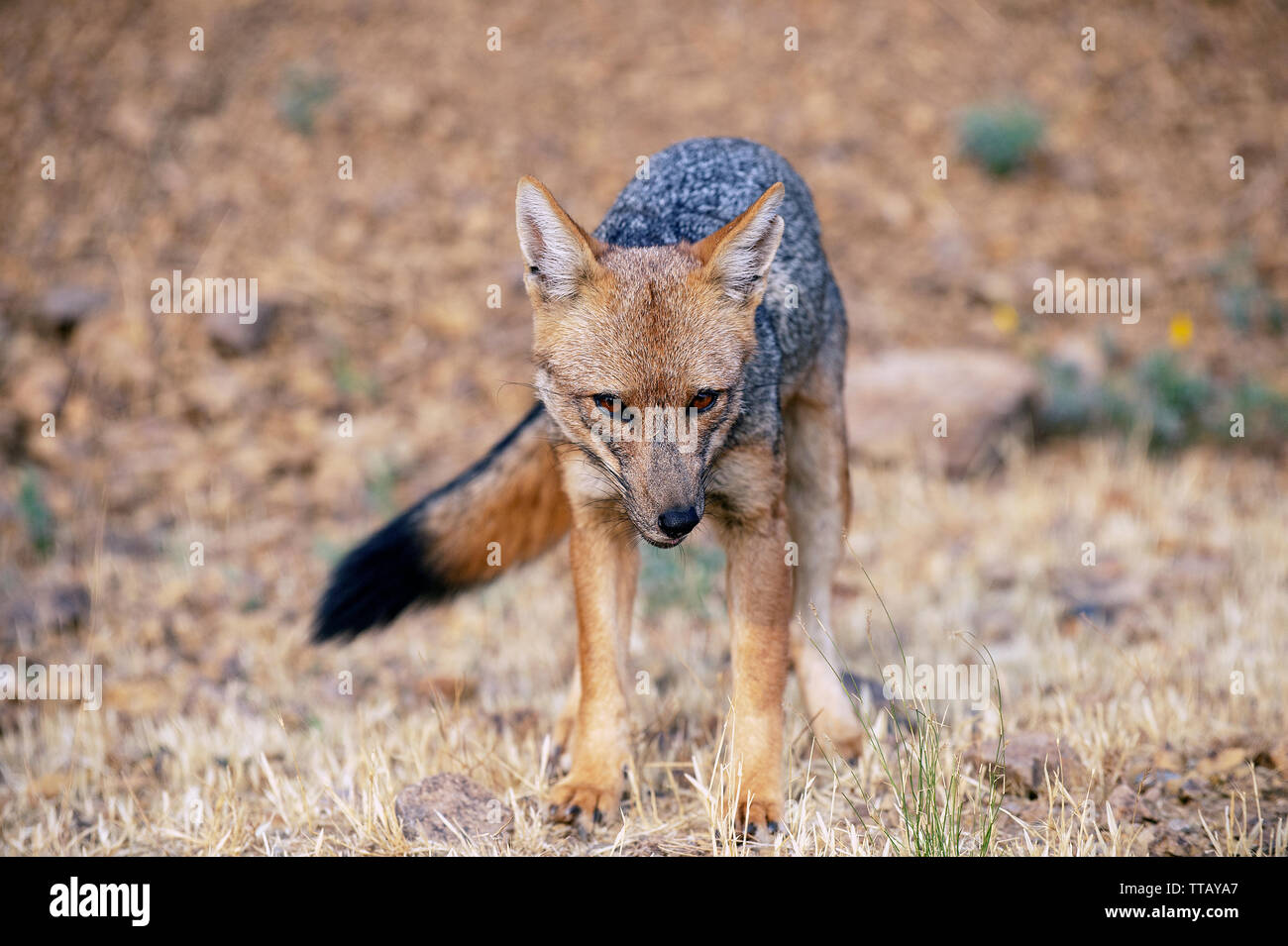 Culpeo ou fox andine (Lycalopex culpaeus) Banque D'Images