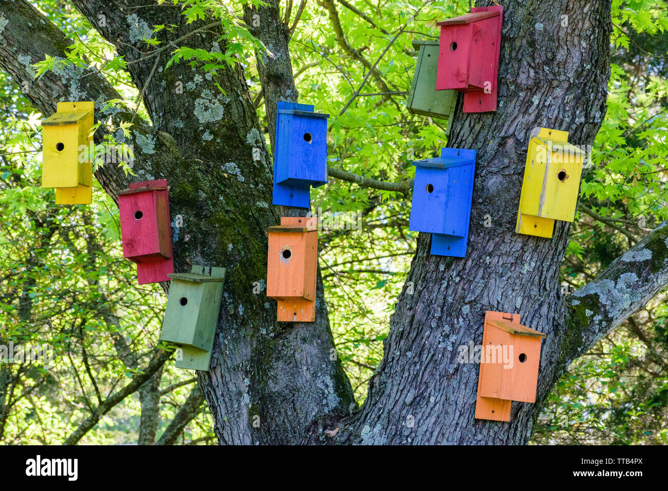 Dix maisons d'oiseaux aux couleurs vives, peintes dans des tons pastel rouge, jaune, bleu, orange et vert, sur un arbre au printemps. Banque D'Images