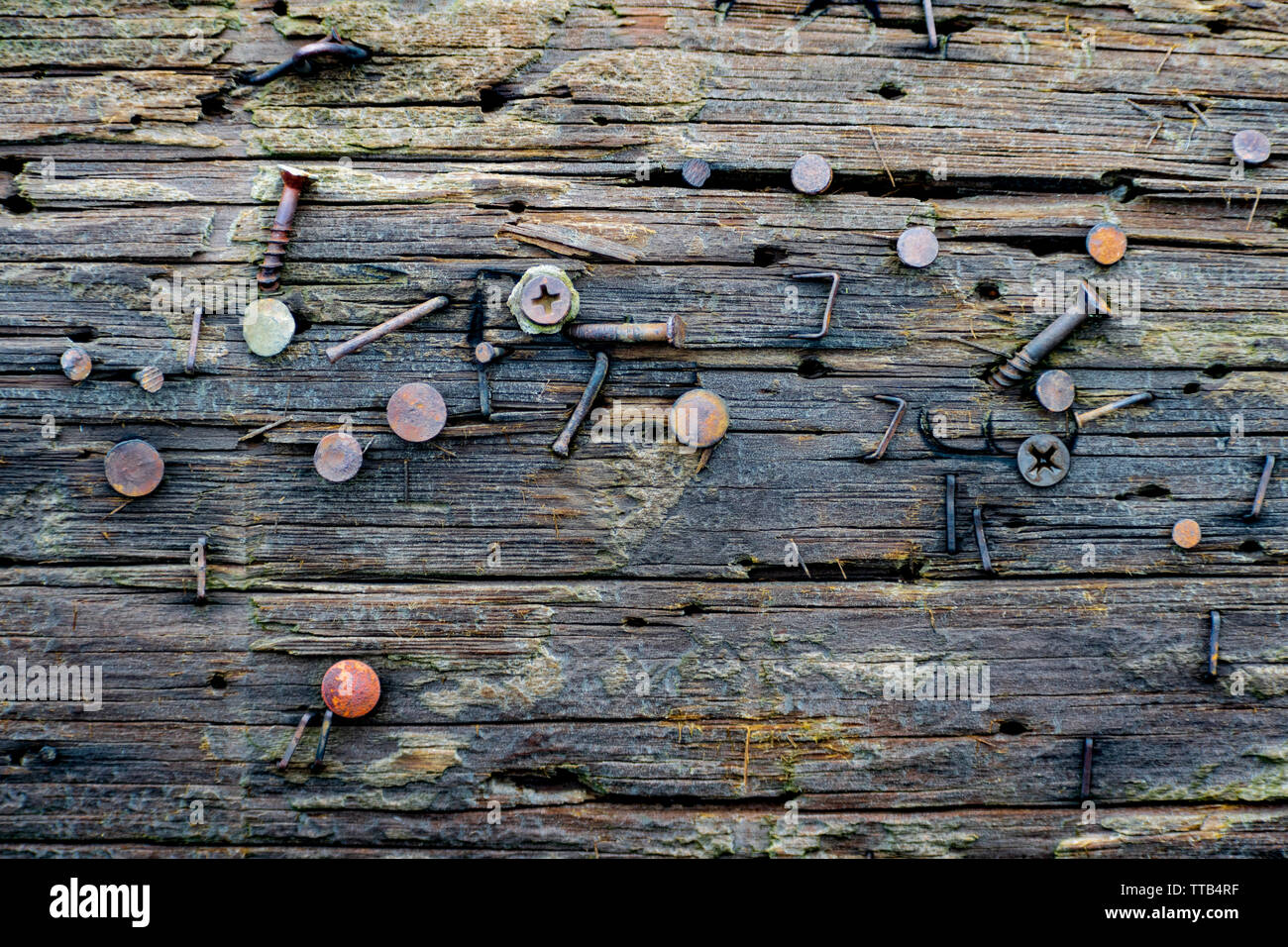 Gros plan d'un poteau téléphonique horizontal en bois avec clous, vis et agrafes rouillés fixés dans des endroits aléatoires. Banque D'Images