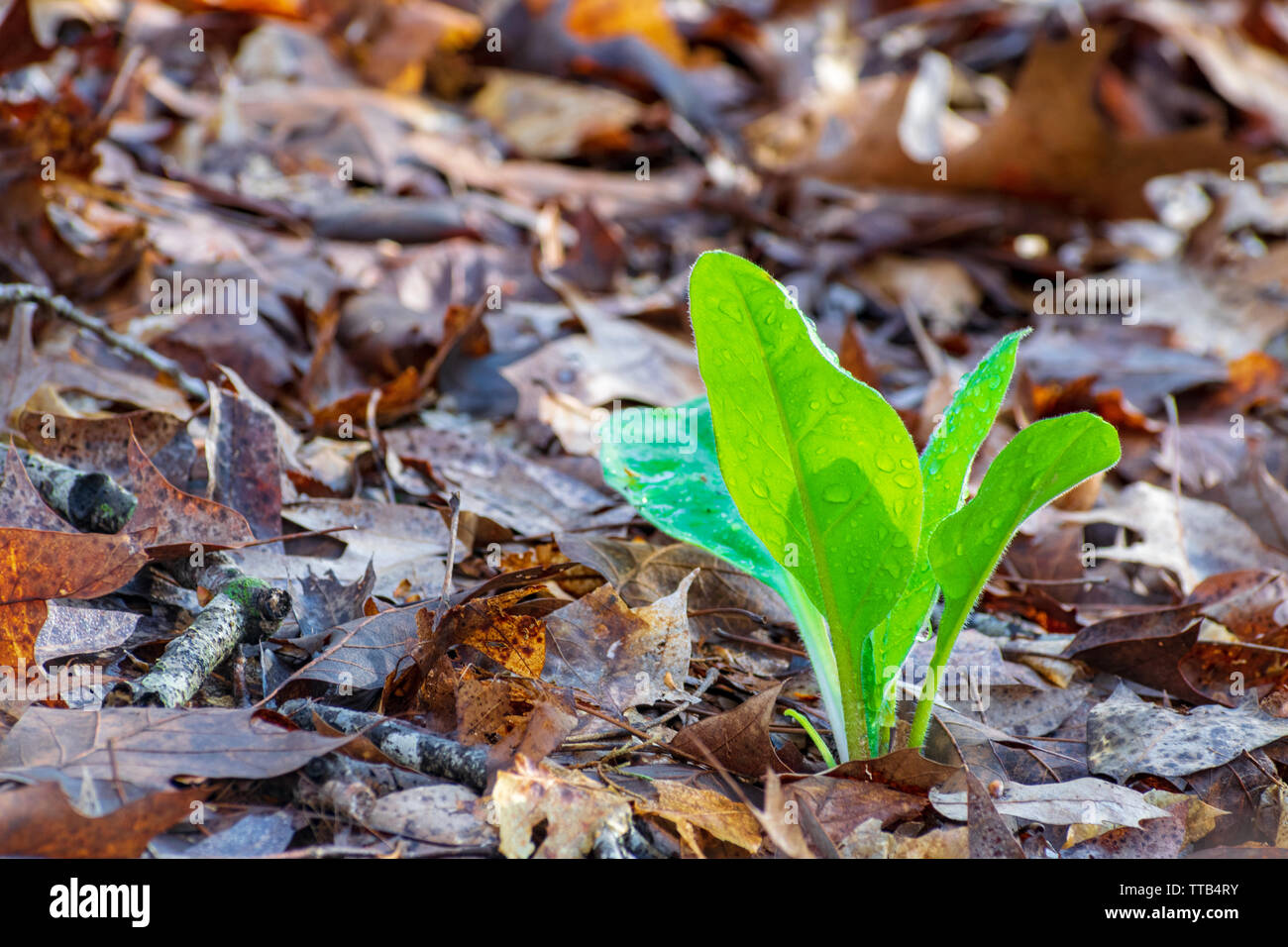 Une tendre jeune pousse,avec des gouttes de pluie sur ses feuilles et brillants dans la lumière du soleil, pousse jusqu'à travers les feuilles brunes qui recouvrent le sol de la forêt. Banque D'Images