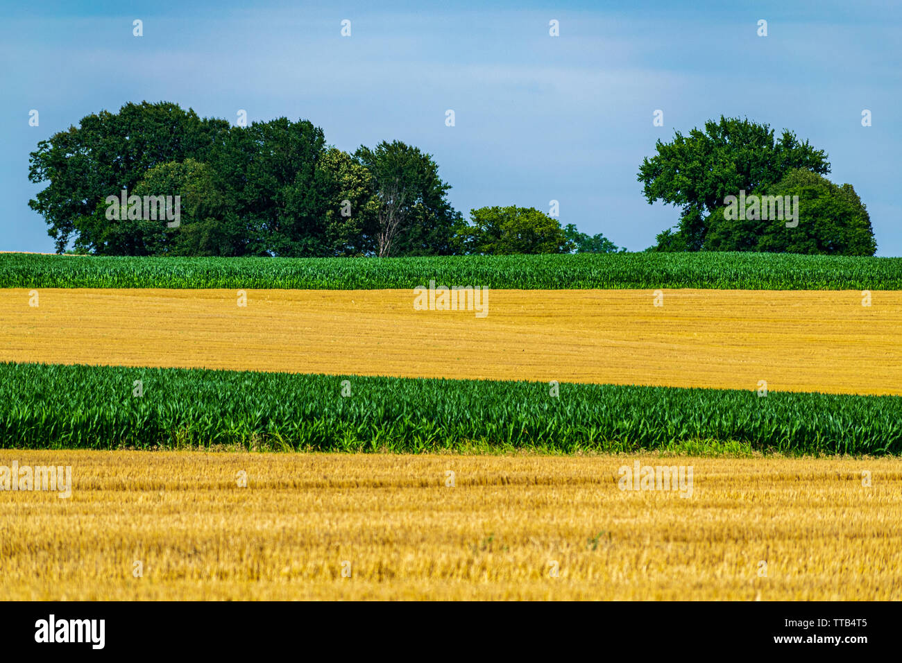 Rangées horizontales de blé jaune et de maïs vert alternés avec arbres et fond bleu ciel Banque D'Images